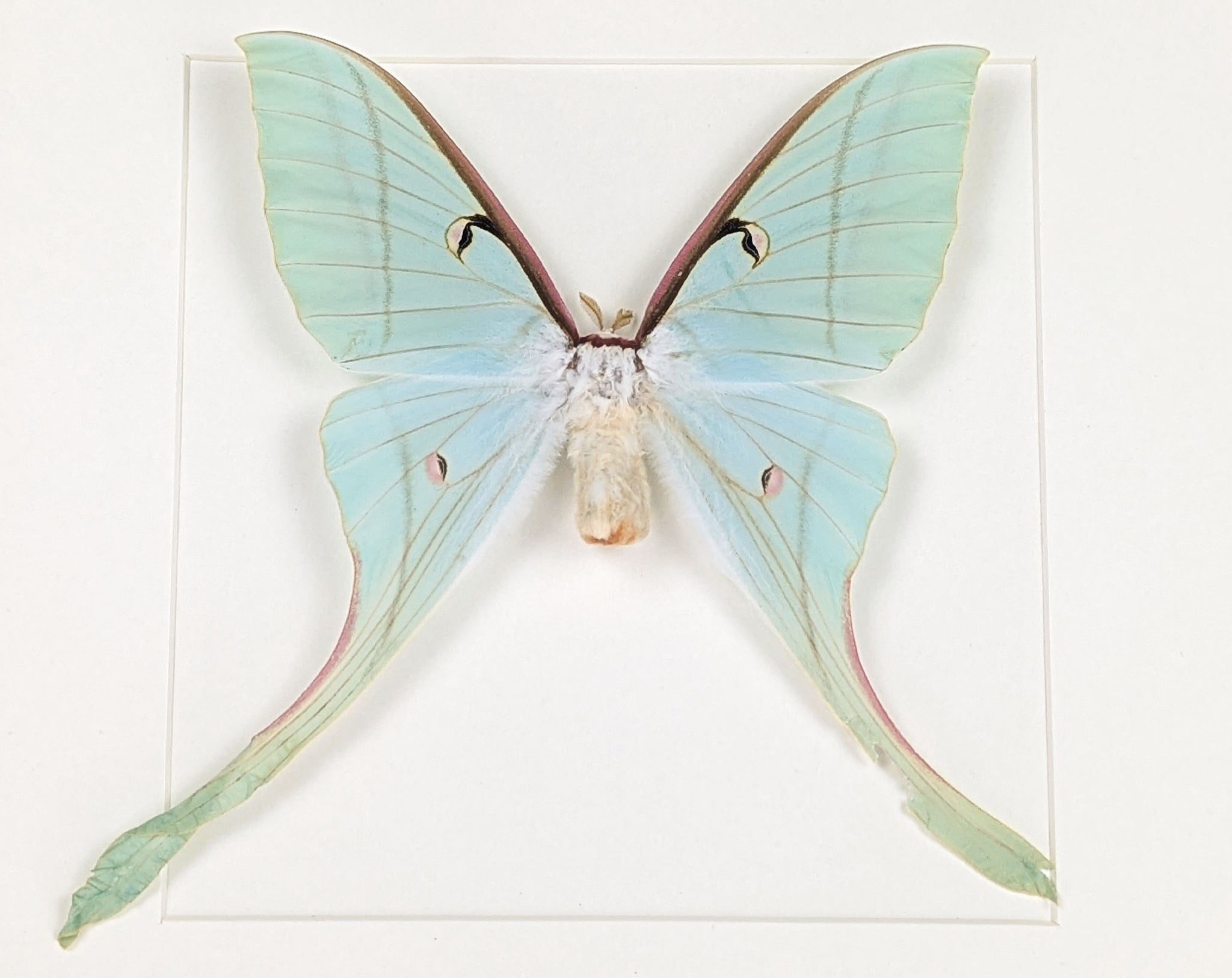 Actias rhodopneuma ♀ A2 | echter Nachtfalter / Motte im Rahmen