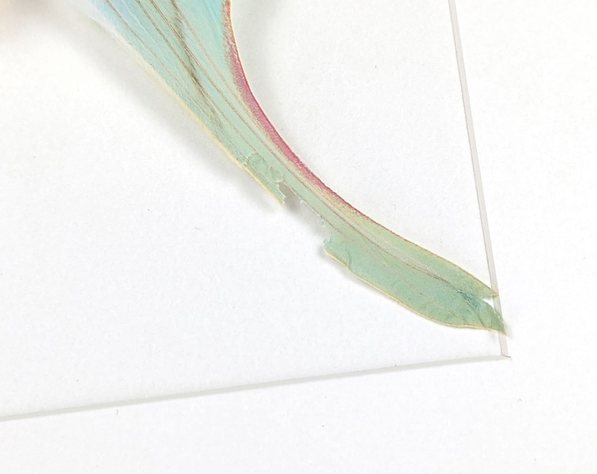 Actias rhodopneuma ♀ A2 | echter Nachtfalter / Motte im Rahmen