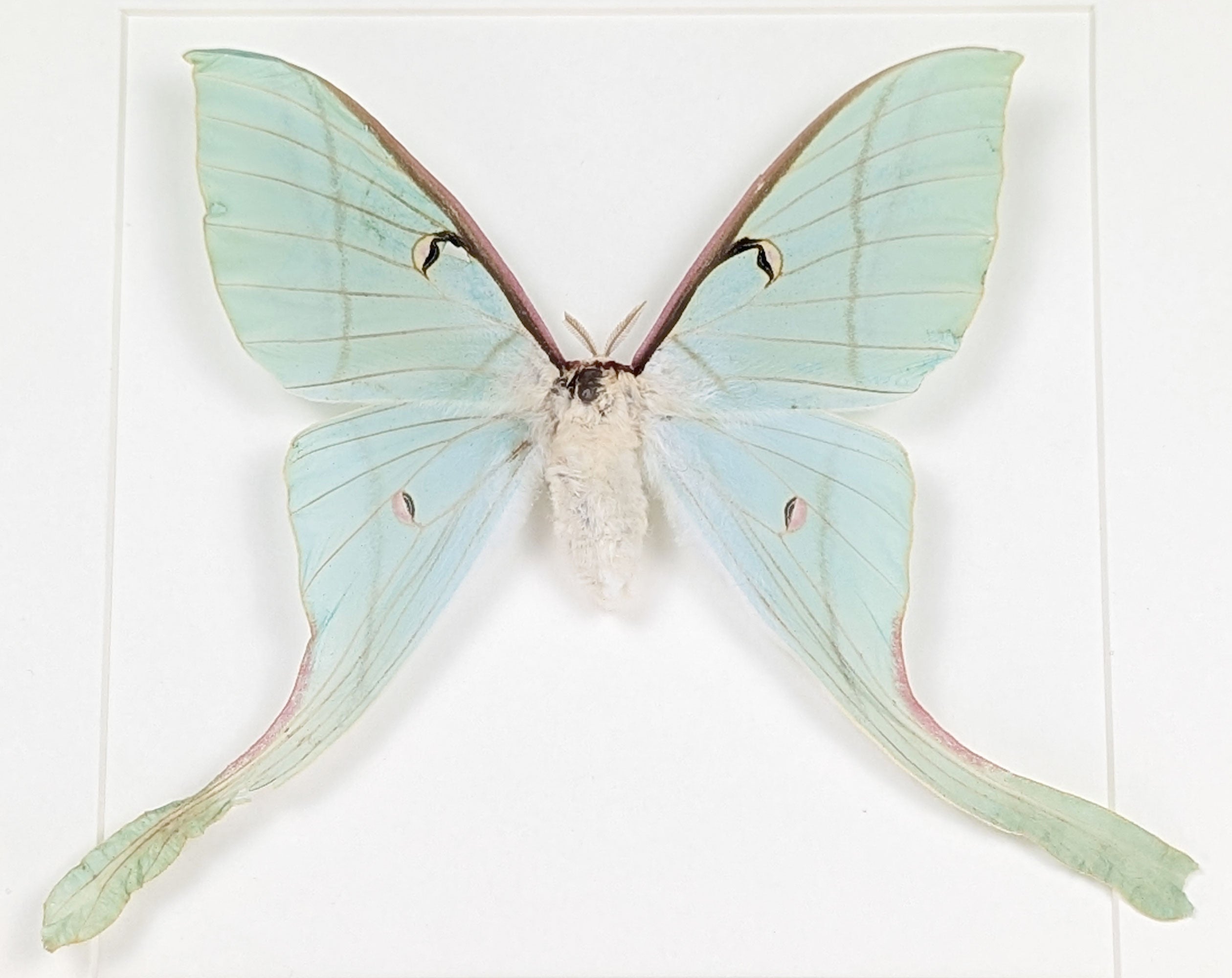 Actias rhodopneuma ♀ A2 | echter Nachtfalter / Motte im Rahmen