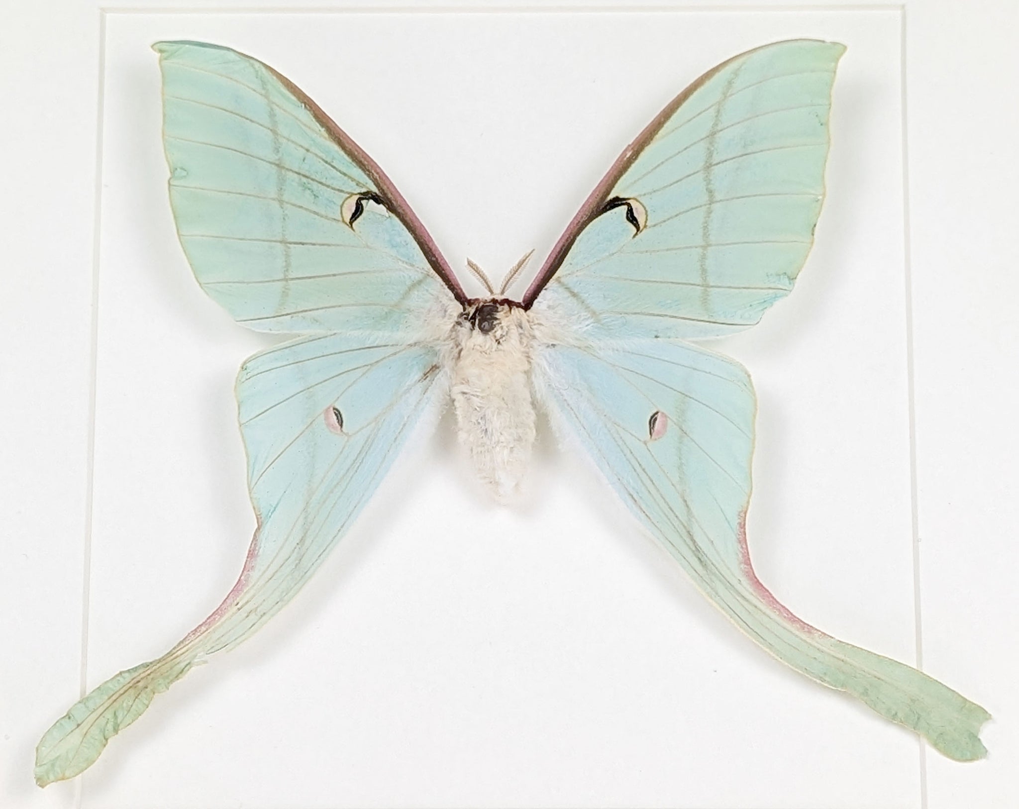 Actias rhodopneuma ♀ A2 | echter Nachtfalter / Motte im Rahmen