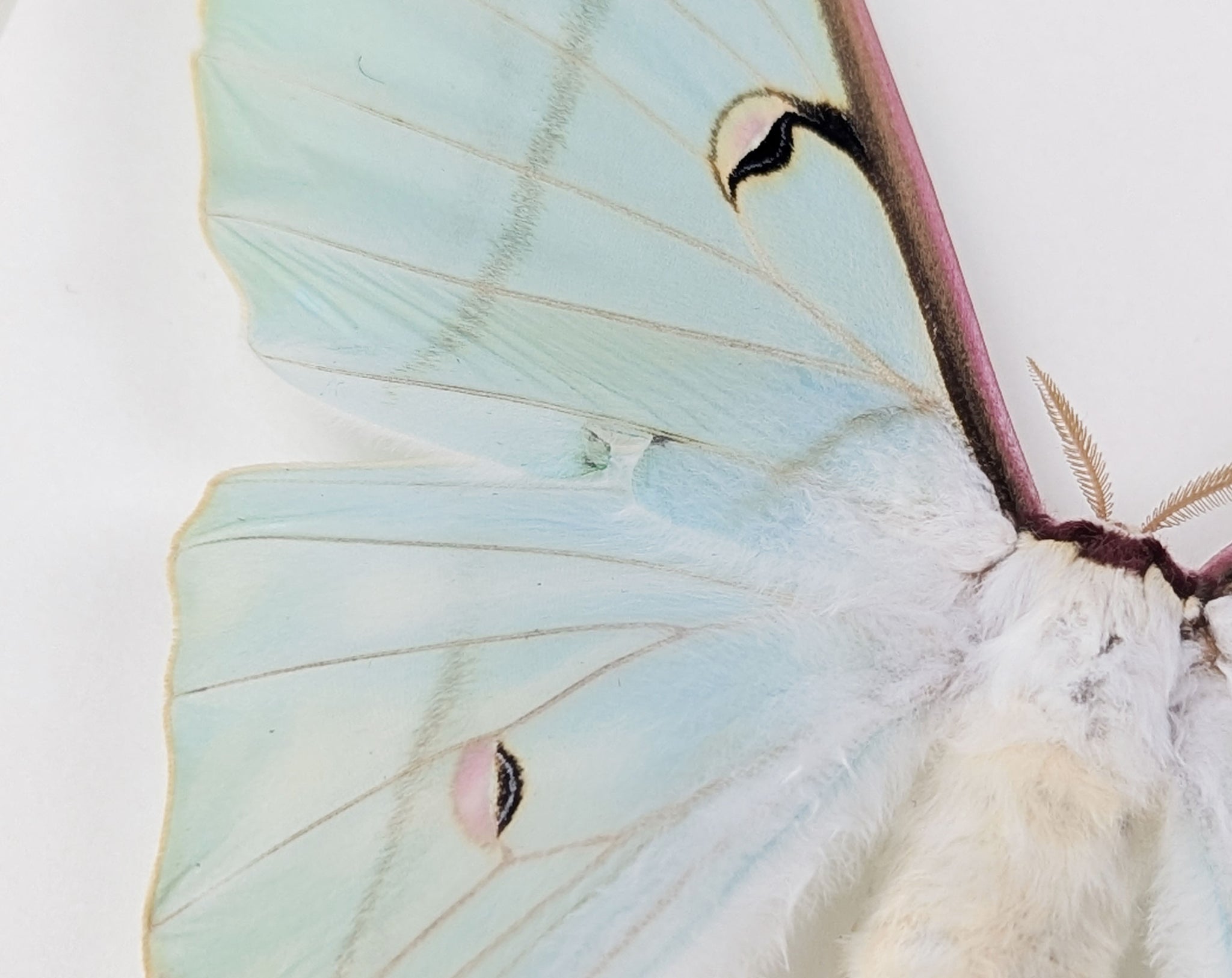 Actias rhodopneuma ♀ A2 | echter Nachtfalter / Motte im Rahmen