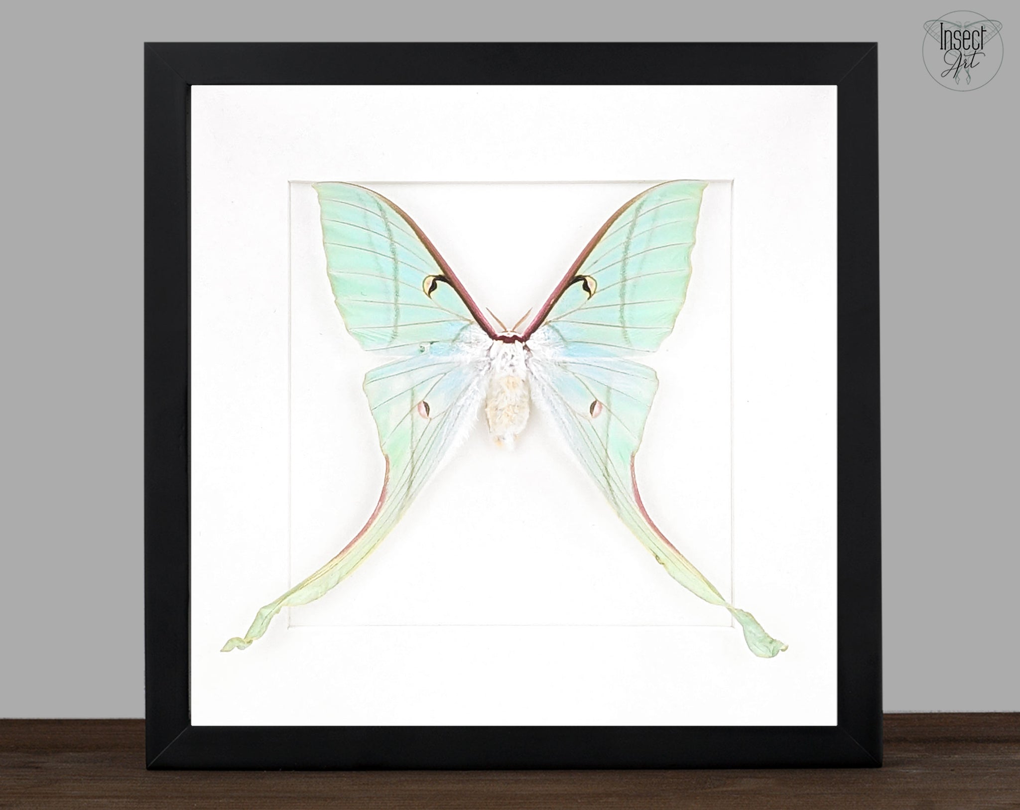 Actias rhodopneuma ♀ A2 | echter Nachtfalter / Motte im Rahmen