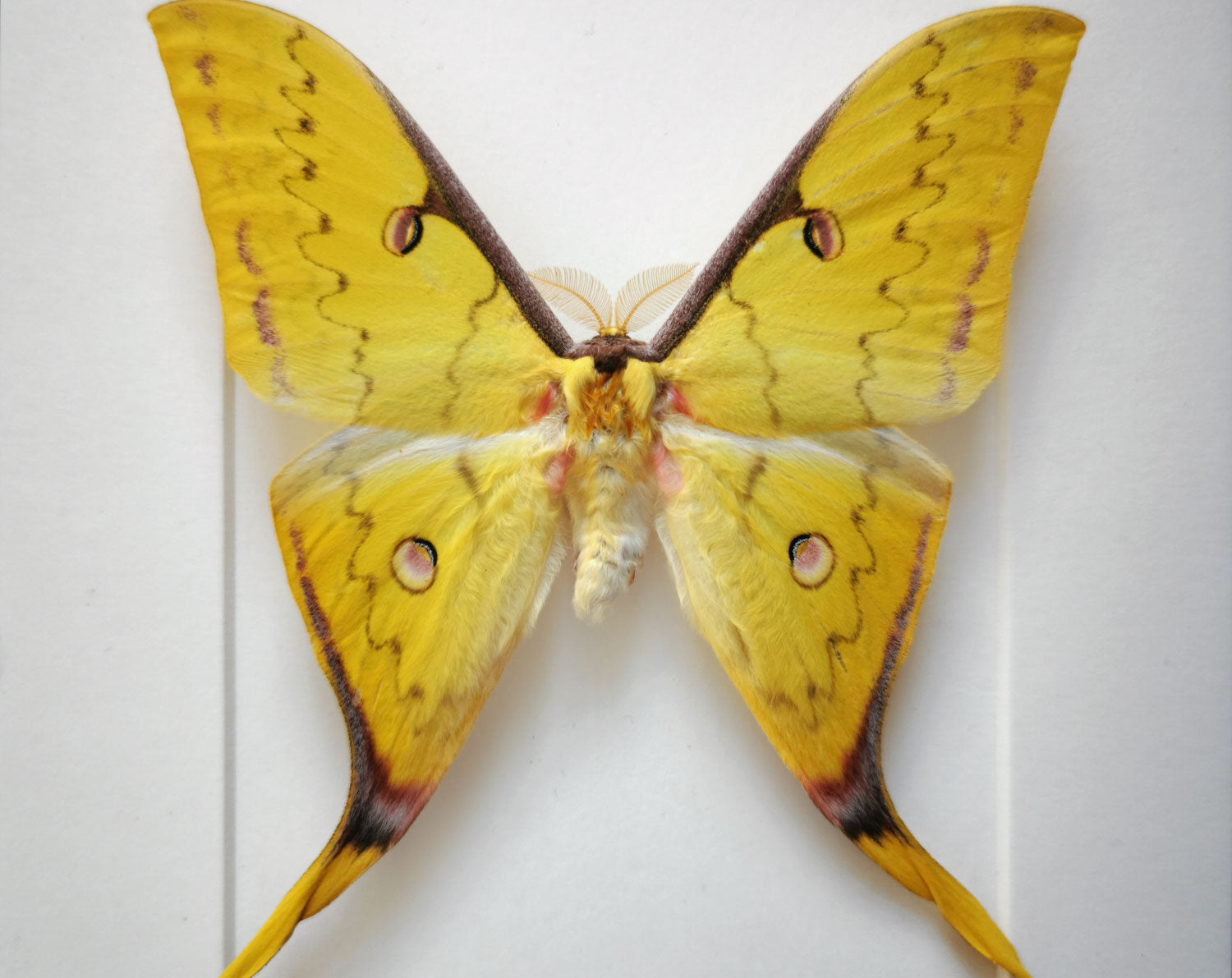 Actias sinensis ♂   InsectArt