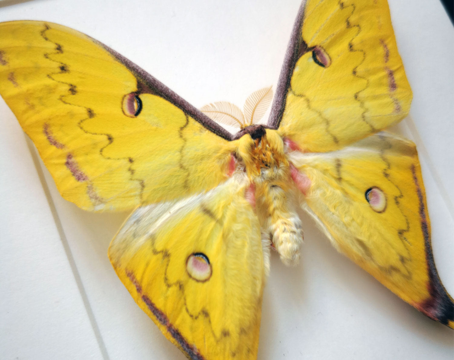Actias sinensis ♂   InsectArt