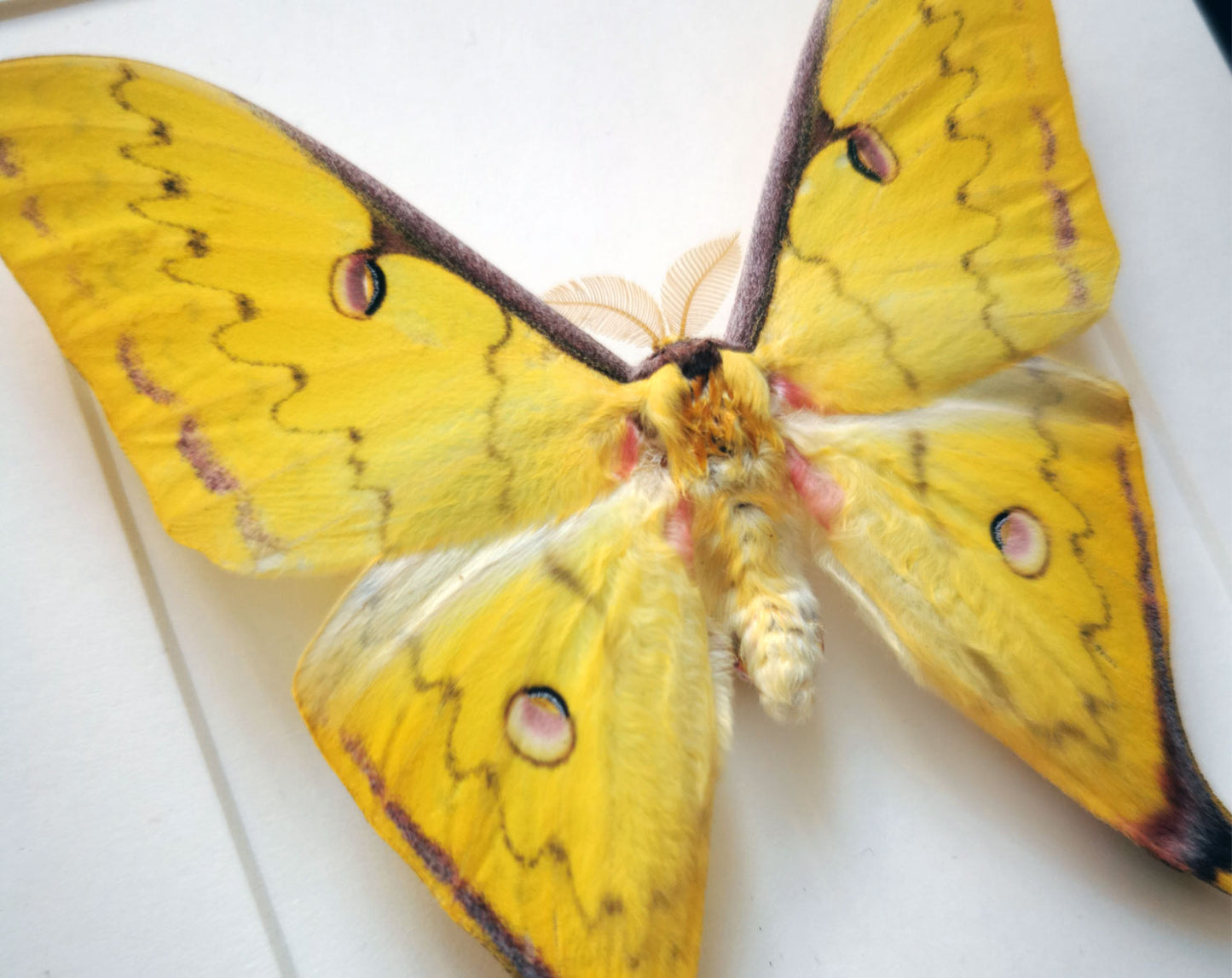 Actias sinensis ♂