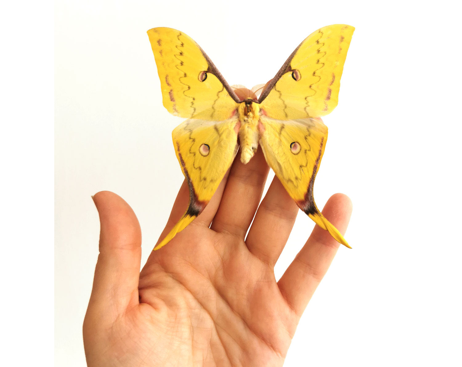 Actias sinensis ♂   InsectArt