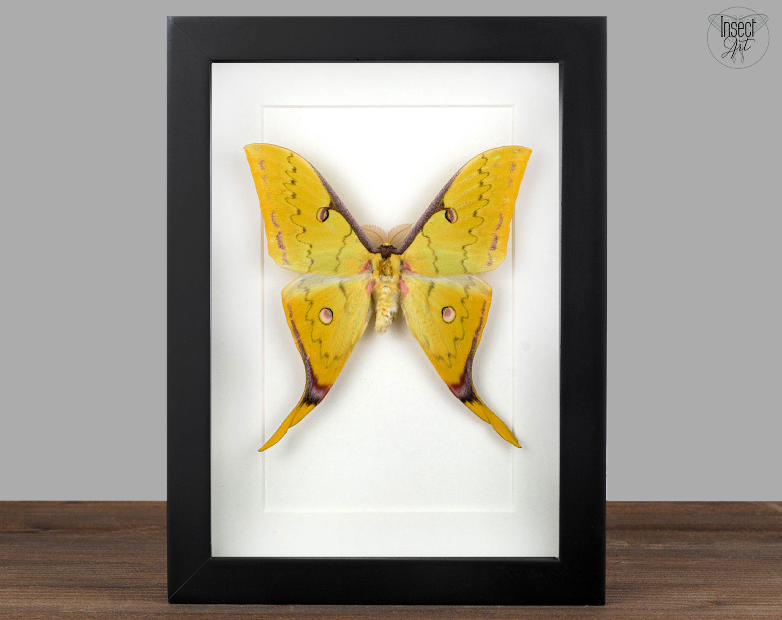 Actias sinensis ♂   InsectArt