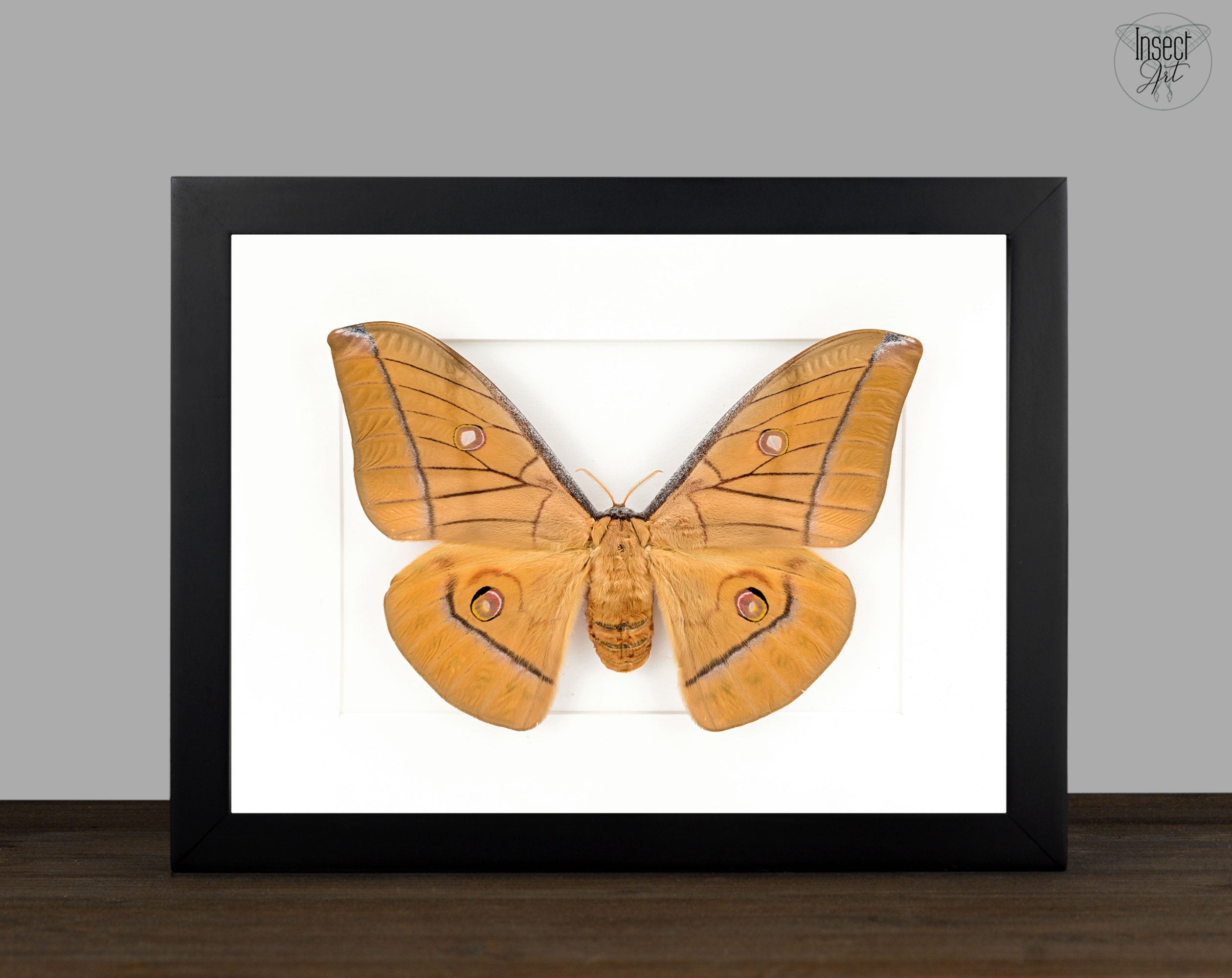 Antheraea helferi | echter Nachtfalter / Motte im Rahmen