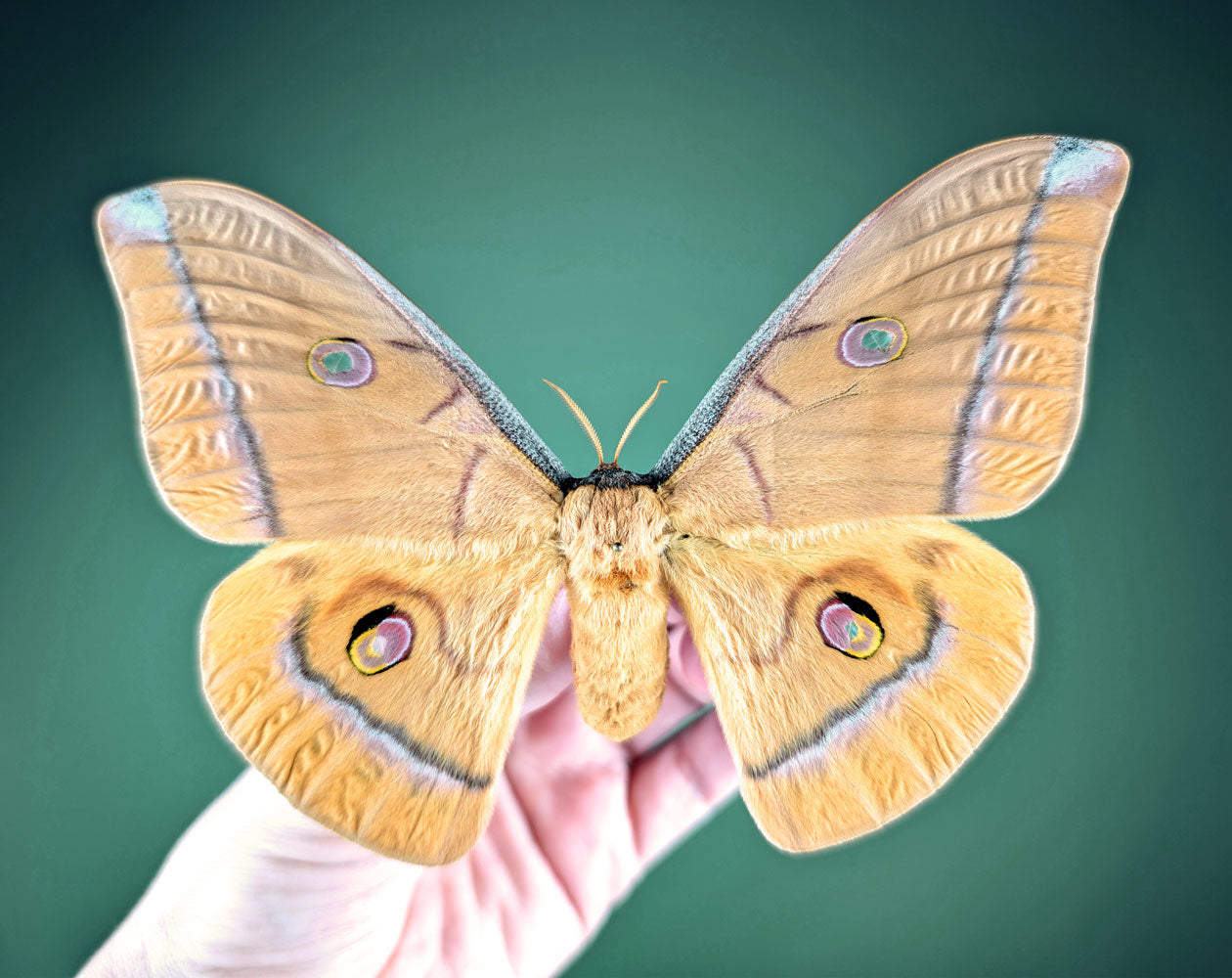 Antheraea helferi | echter Nachtfalter / Motte im Rahmen