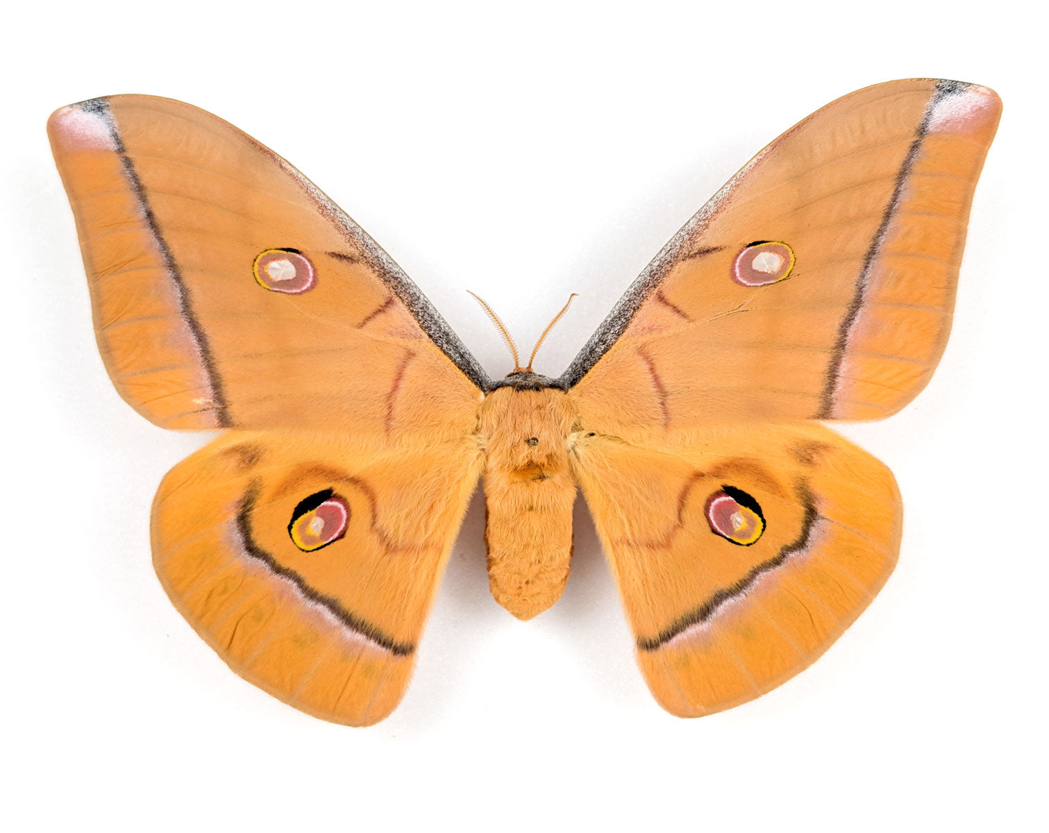 Antheraea helferi | echter Nachtfalter / Motte im Rahmen
