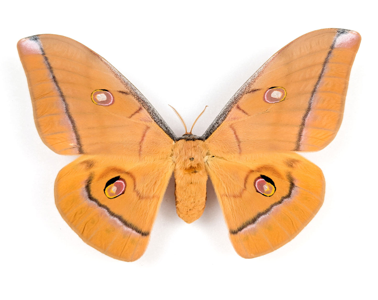Antheraea helferi | echter Nachtfalter / Motte im Rahmen