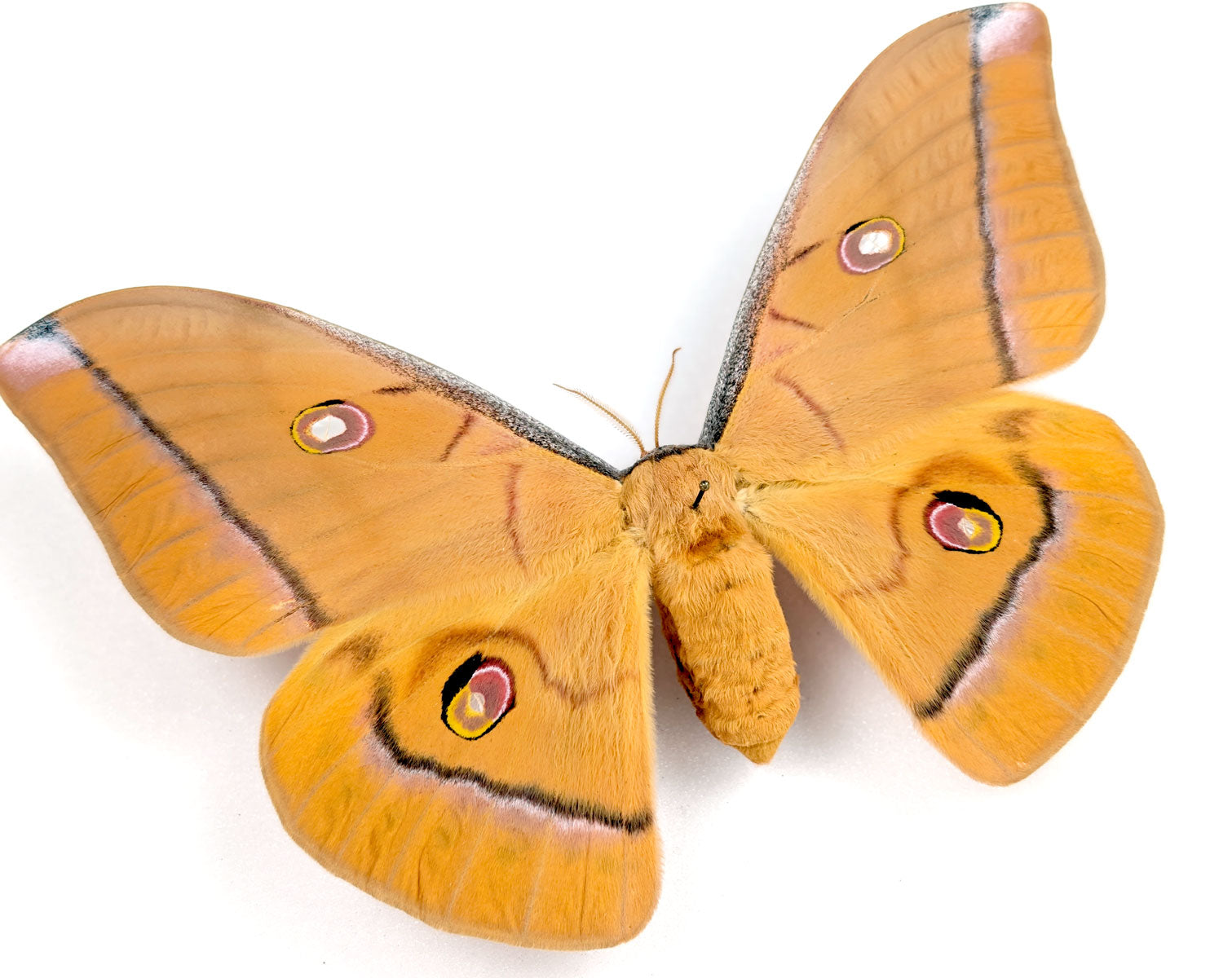 Antheraea helferi | echter Nachtfalter / Motte im Rahmen