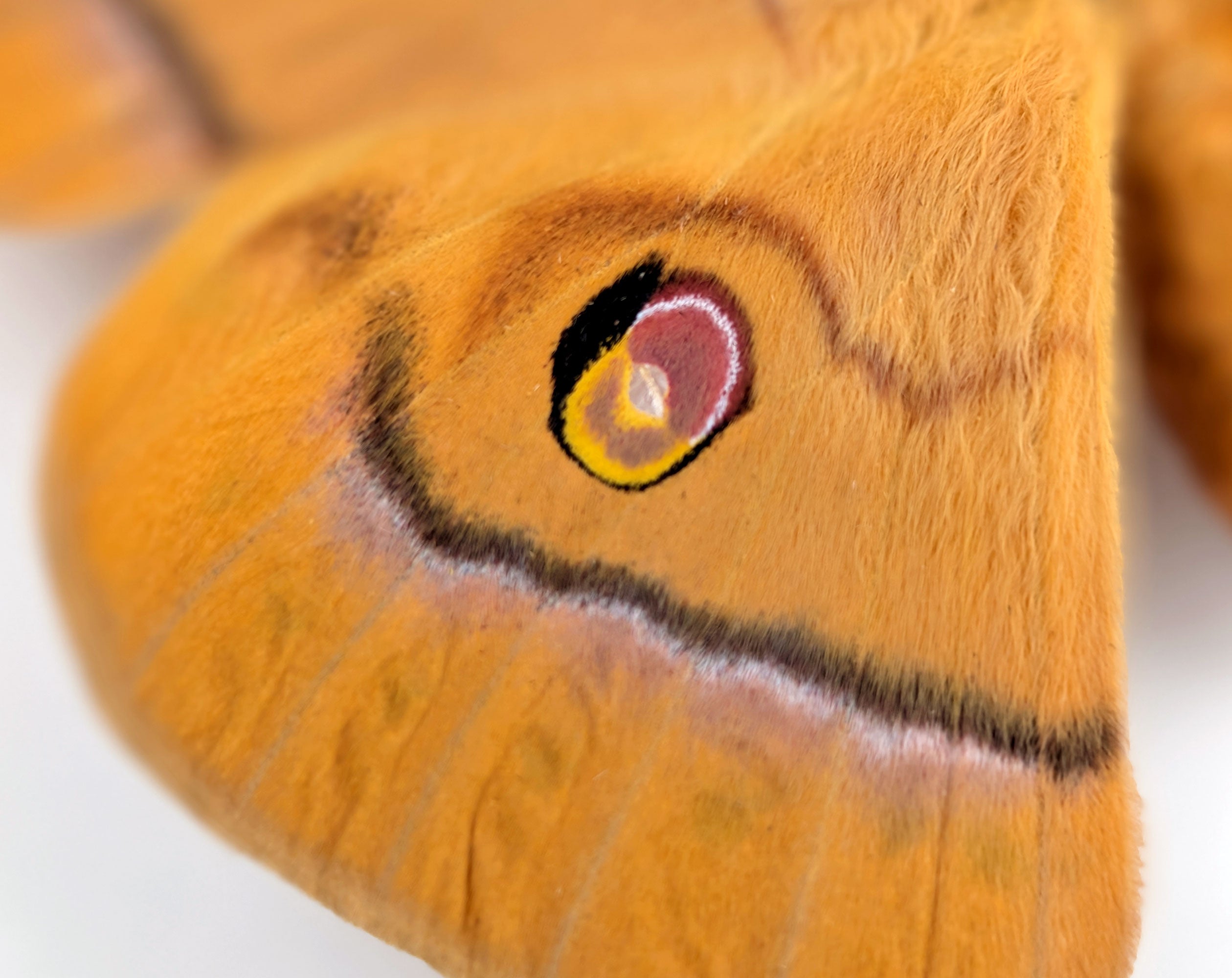 Antheraea helferi | echter Nachtfalter / Motte im Rahmen