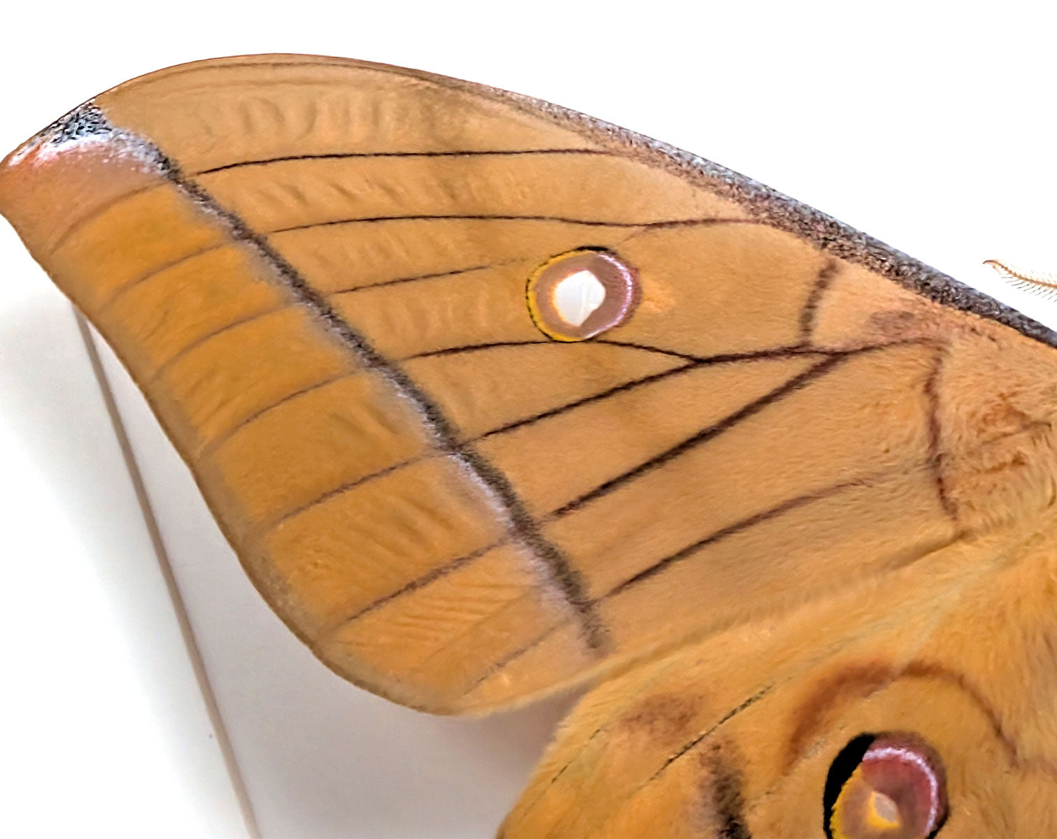 Antheraea helferi | echter Nachtfalter / Motte im Rahmen