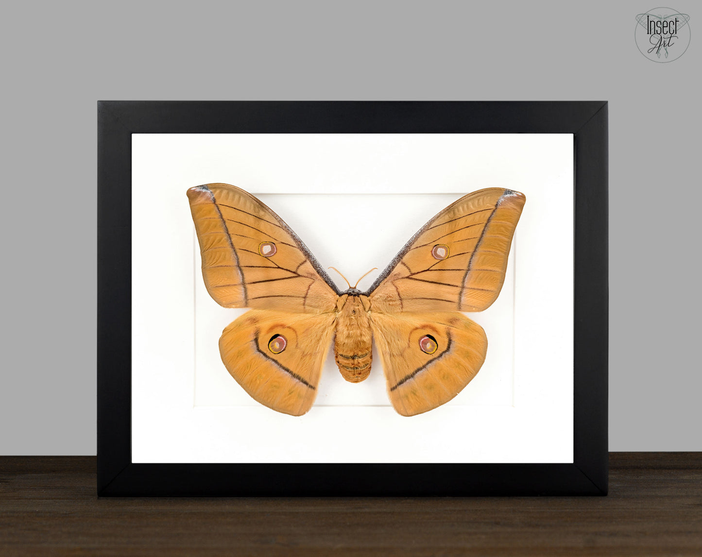 Antheraea helferi | echter Nachtfalter / Motte im Rahmen