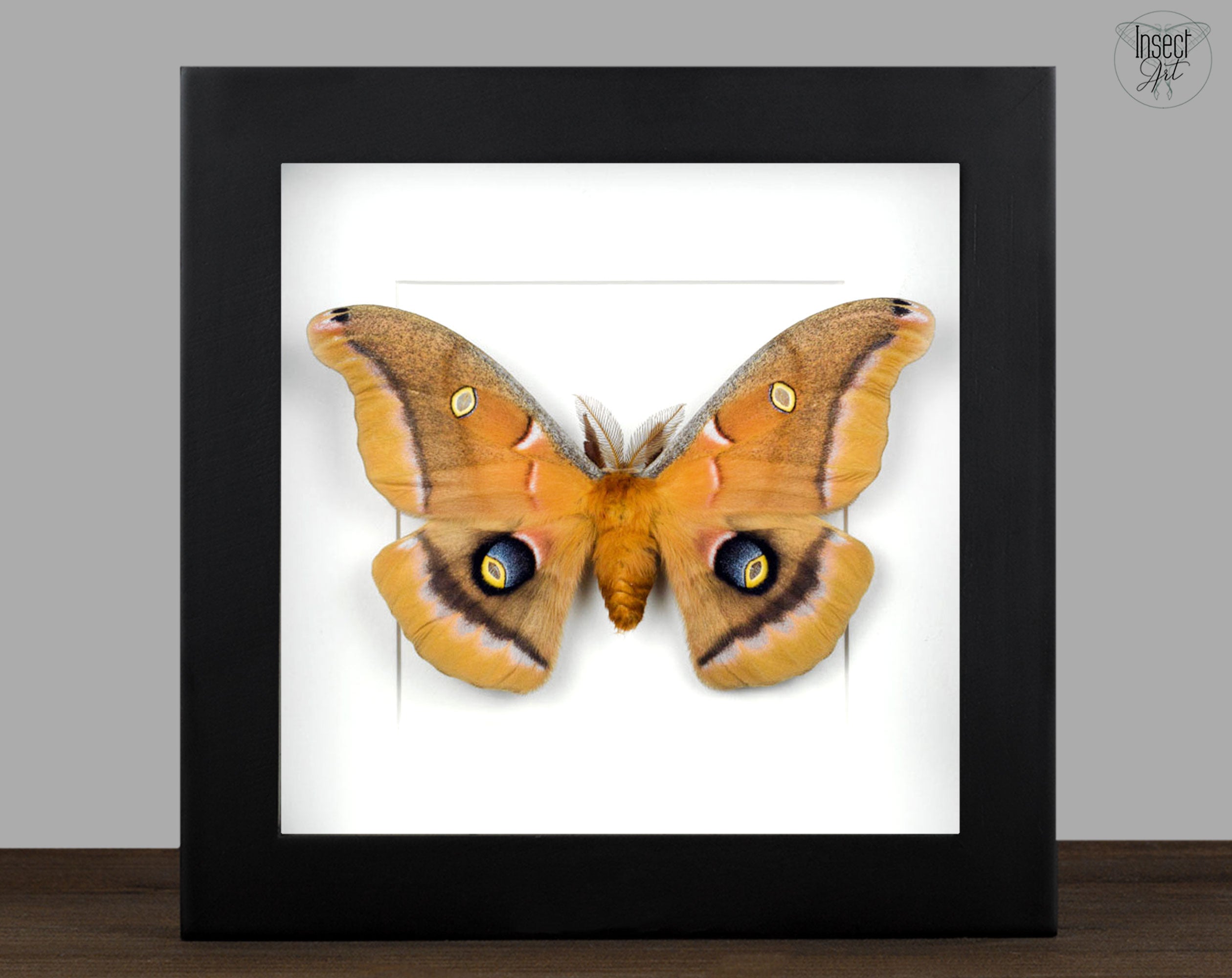Antheraea polyphemus   InsectArt