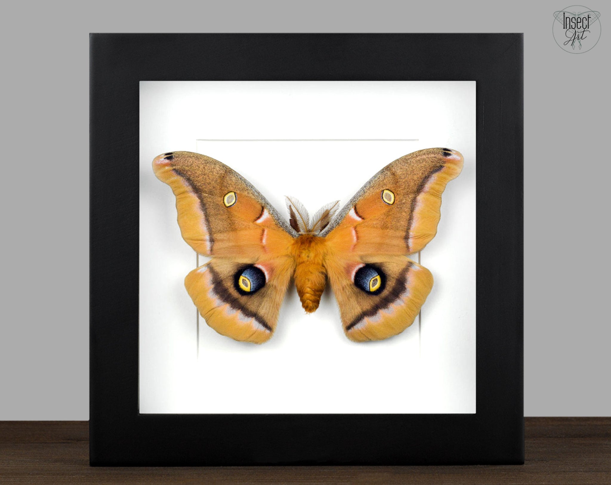 Antheraea polyphemus   InsectArt