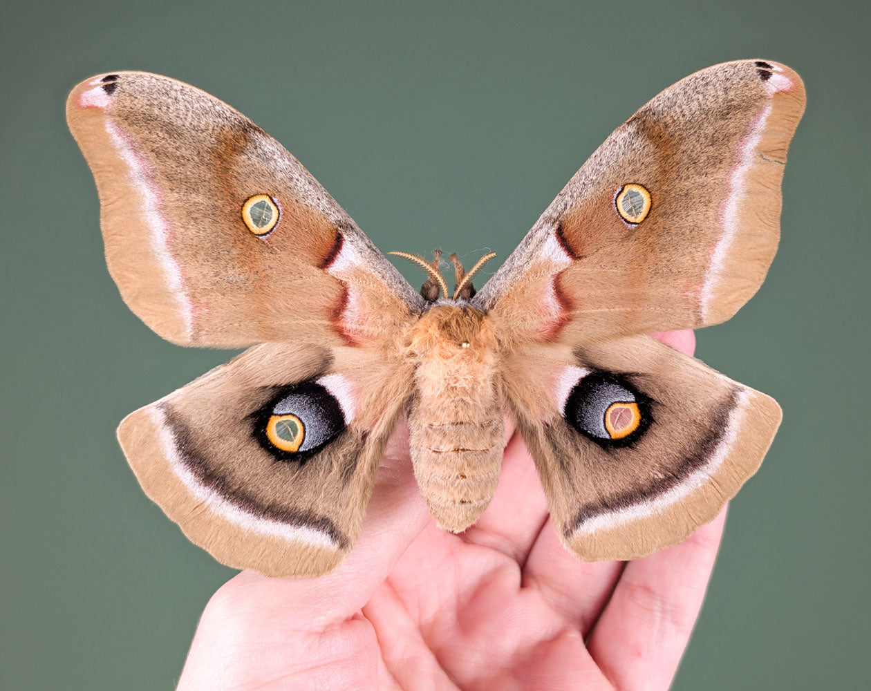 Antheraea polyphemus | echter Nachtfalter / Motte im Rahmen
