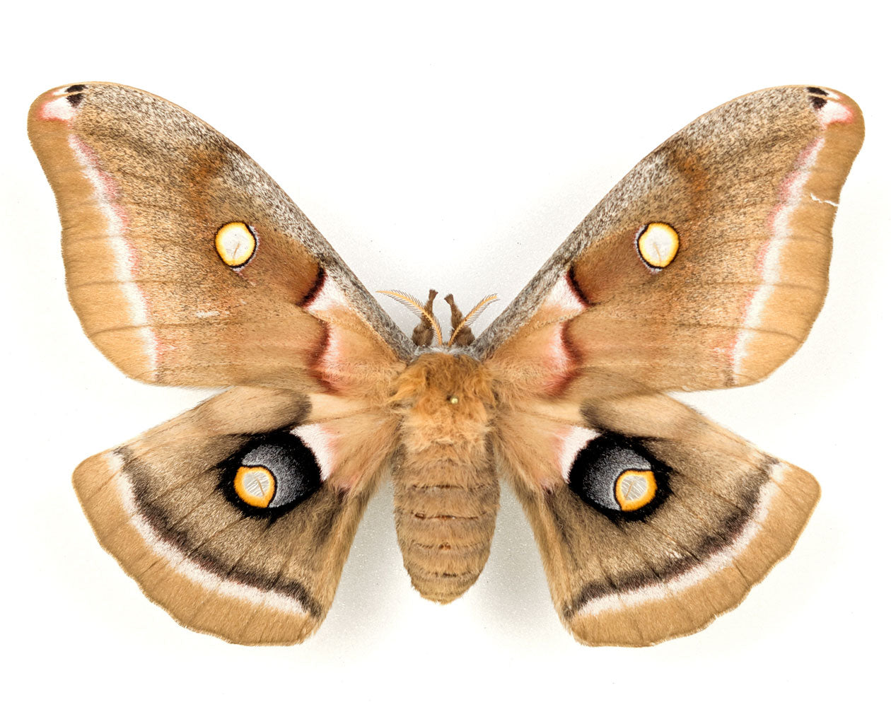 Antheraea polyphemus | echter Nachtfalter / Motte im Rahmen