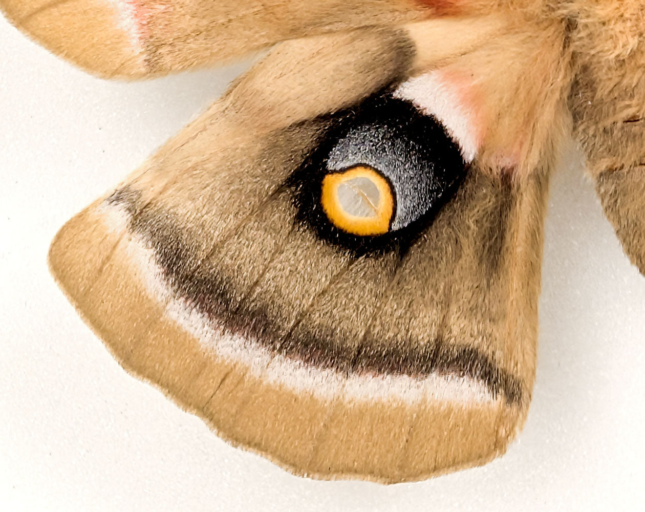 Antheraea polyphemus | echter Nachtfalter / Motte im Rahmen