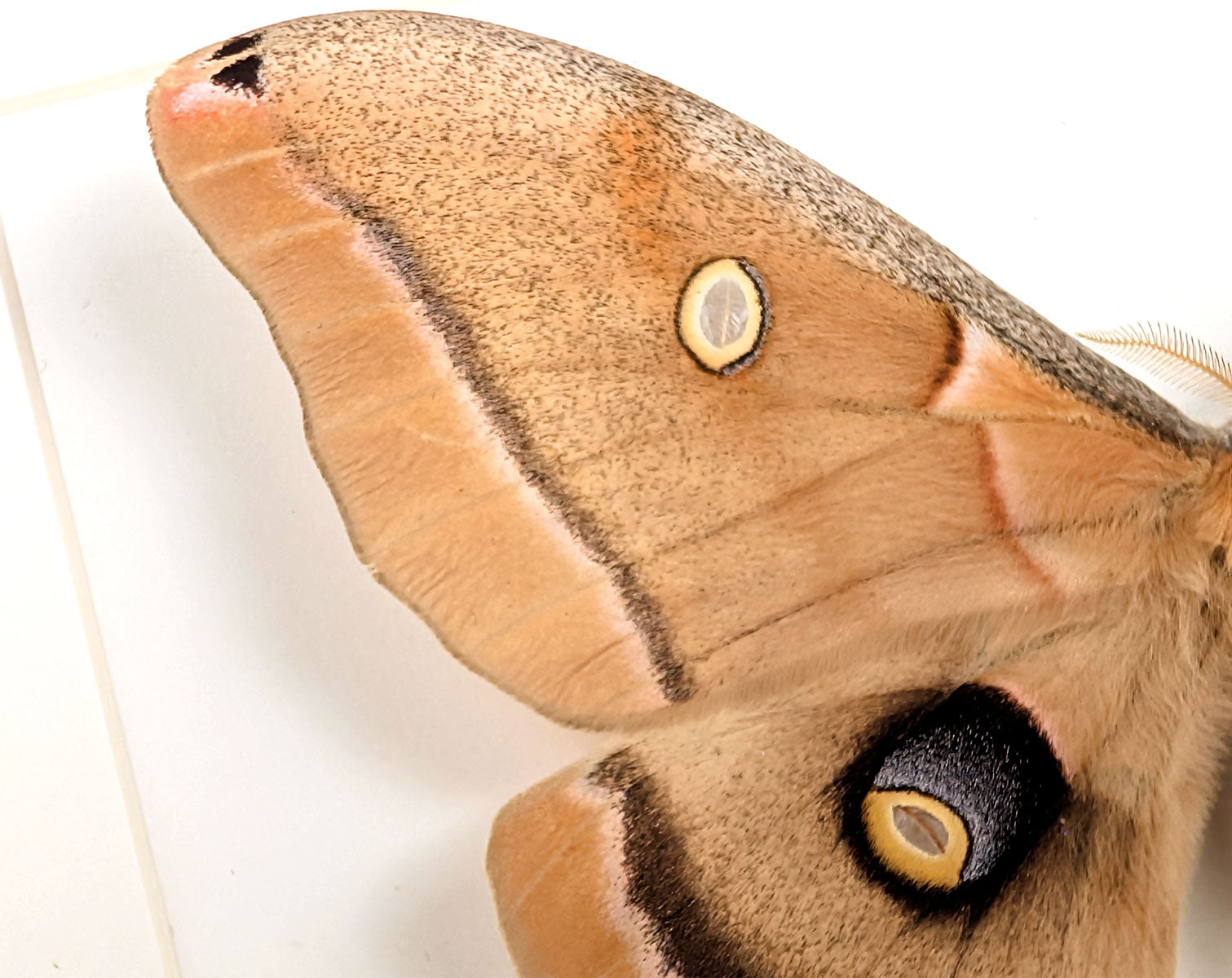 Antheraea polyphemus | echter Nachtfalter / Motte im Rahmen