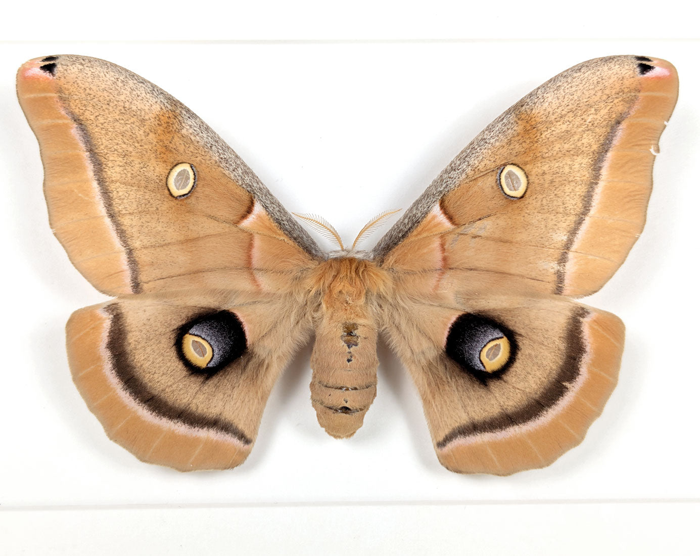 Antheraea polyphemus | echter Nachtfalter / Motte im Rahmen