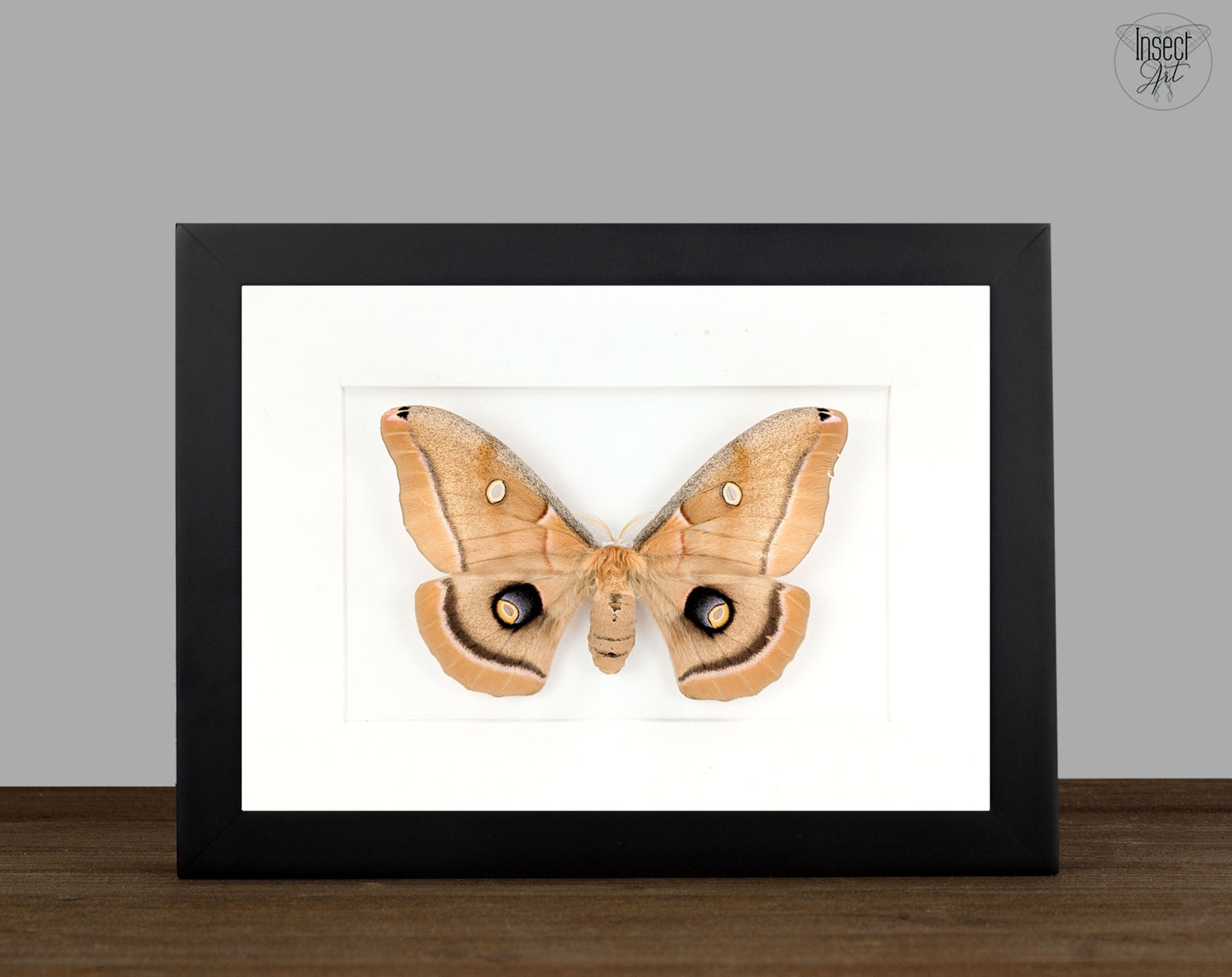 Antheraea polyphemus | echter Nachtfalter / Motte im Rahmen