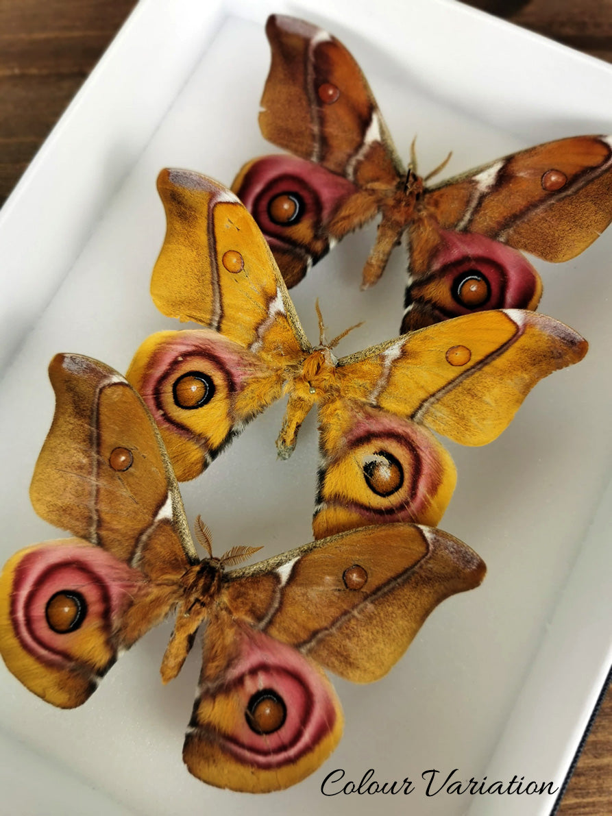 Antherina suraka ♂   InsectArt