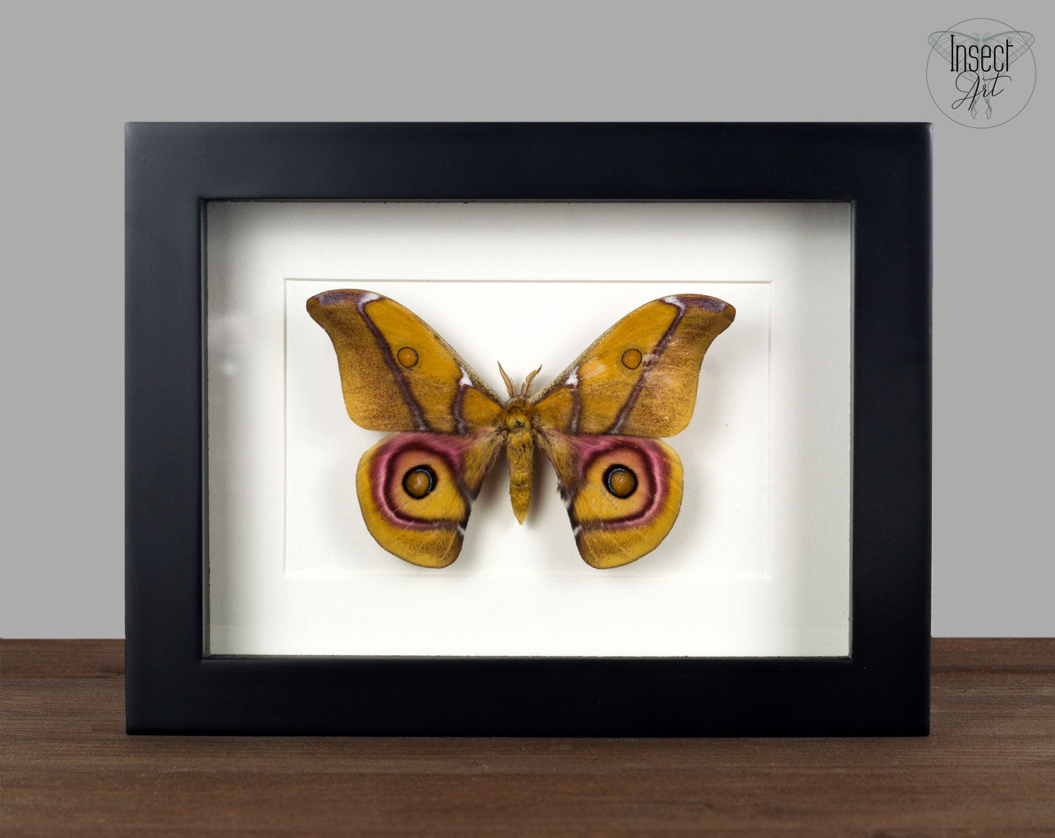 Antherina suraka ♂   InsectArt