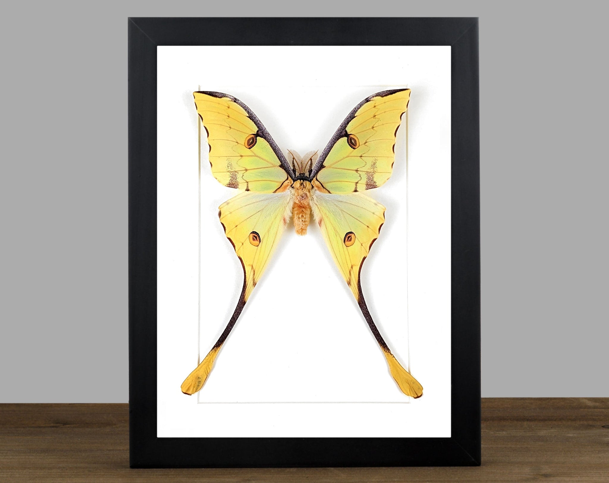 Argema mimosae   InsectArt