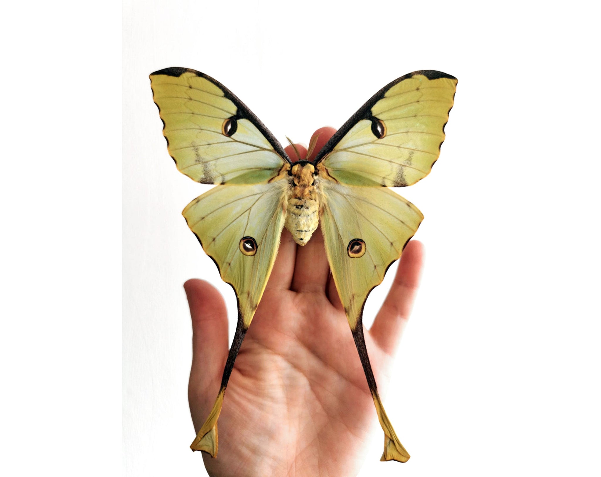Argema mimosae   InsectArt
