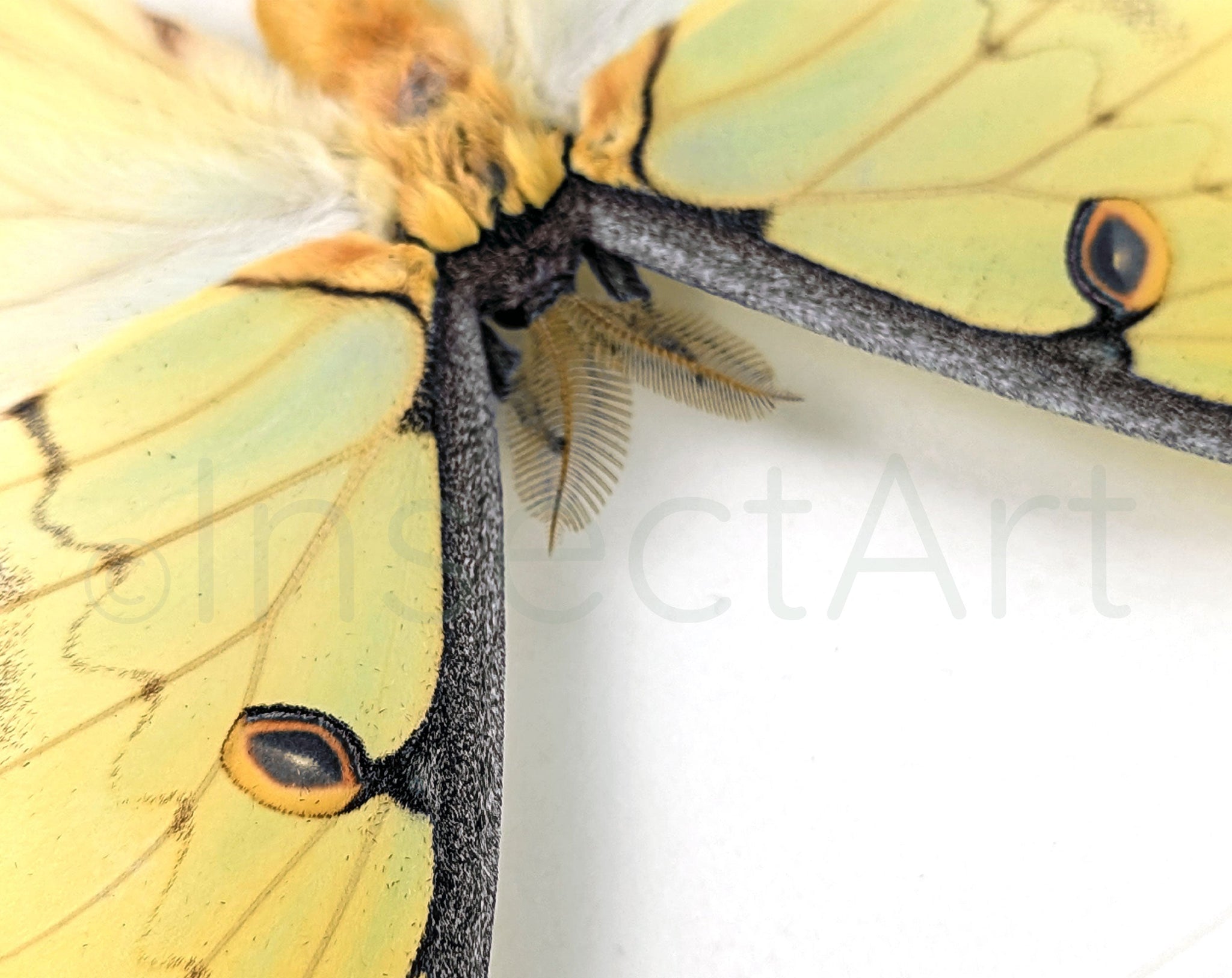 Argema mimosae   InsectArt