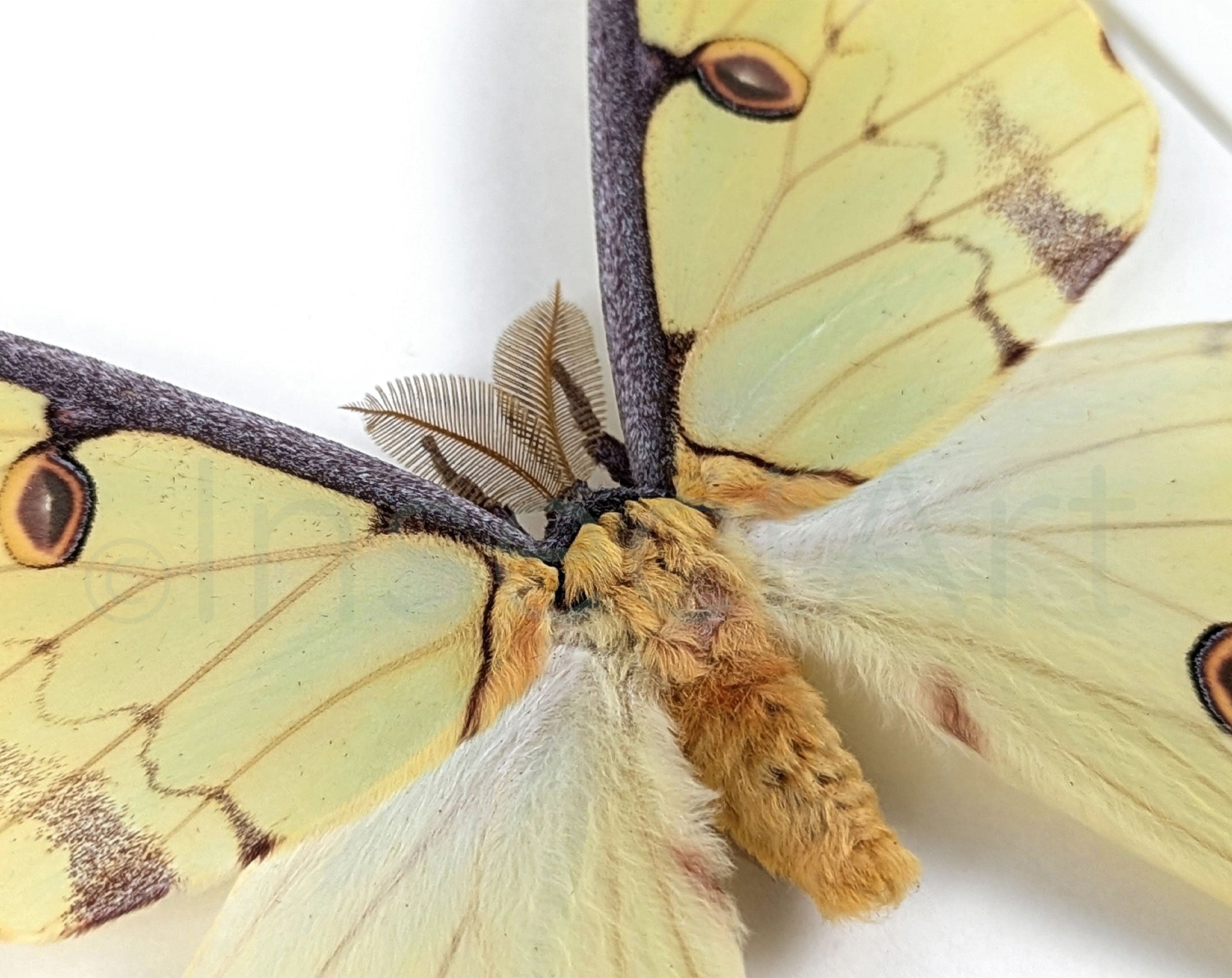 Argema mimosae   InsectArt