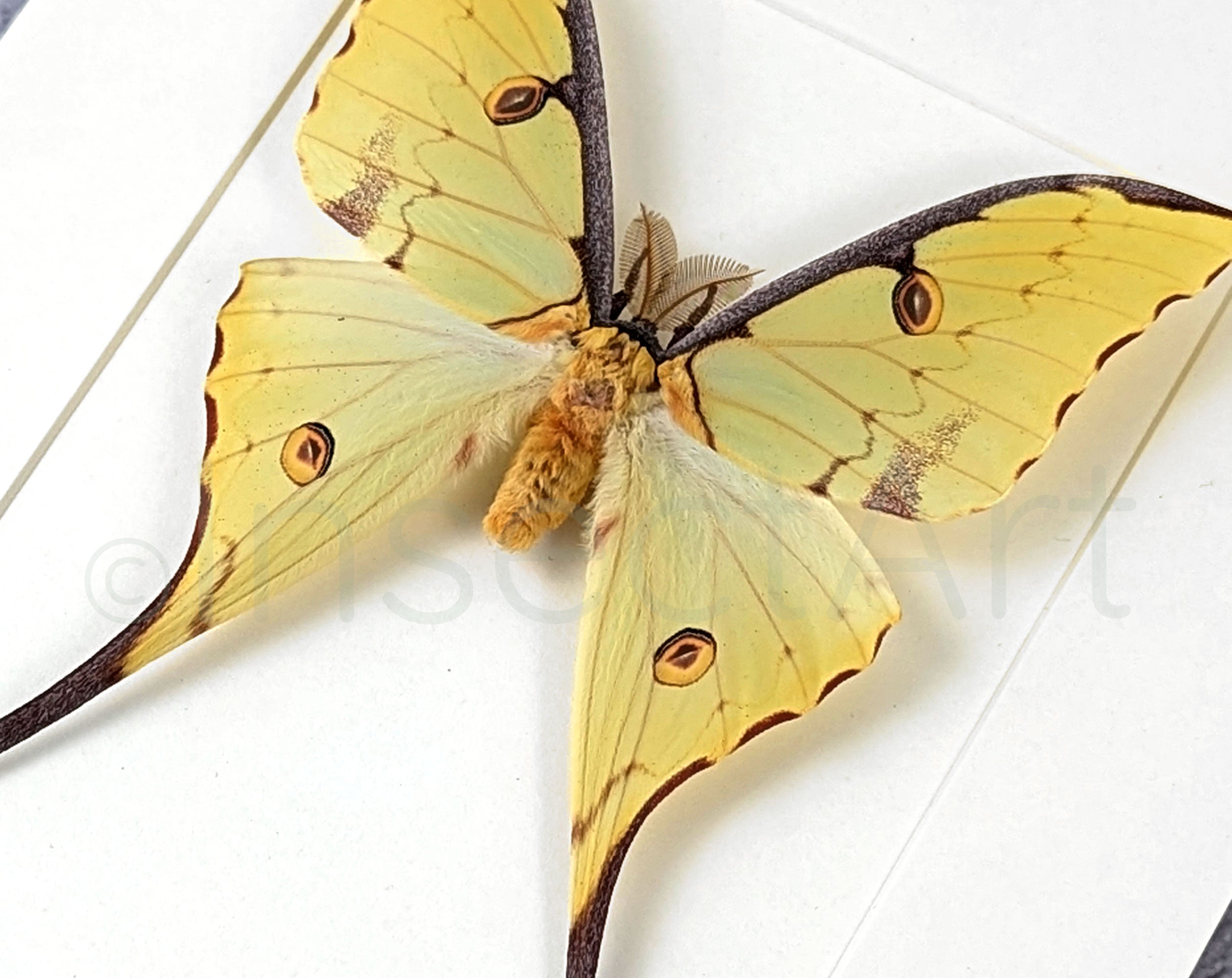 Argema mimosae   InsectArt