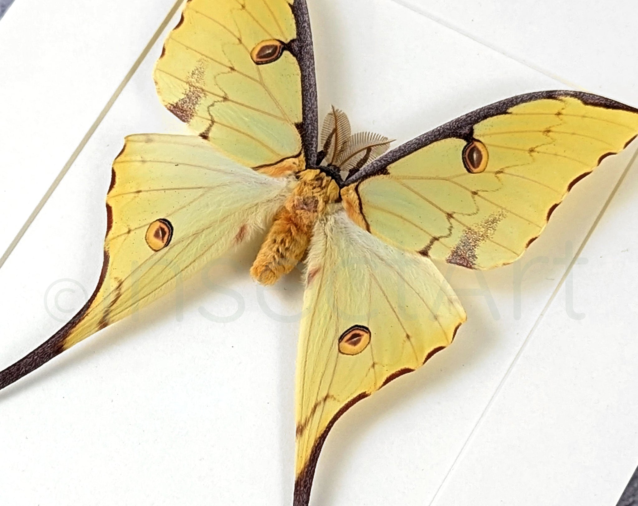 Argema mimosae   InsectArt