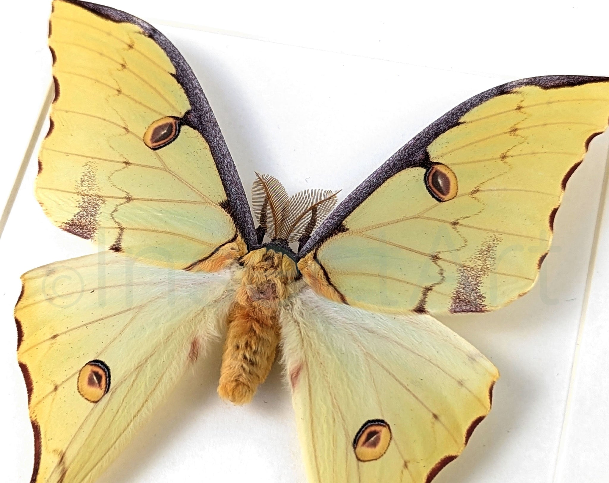Argema mimosae   InsectArt