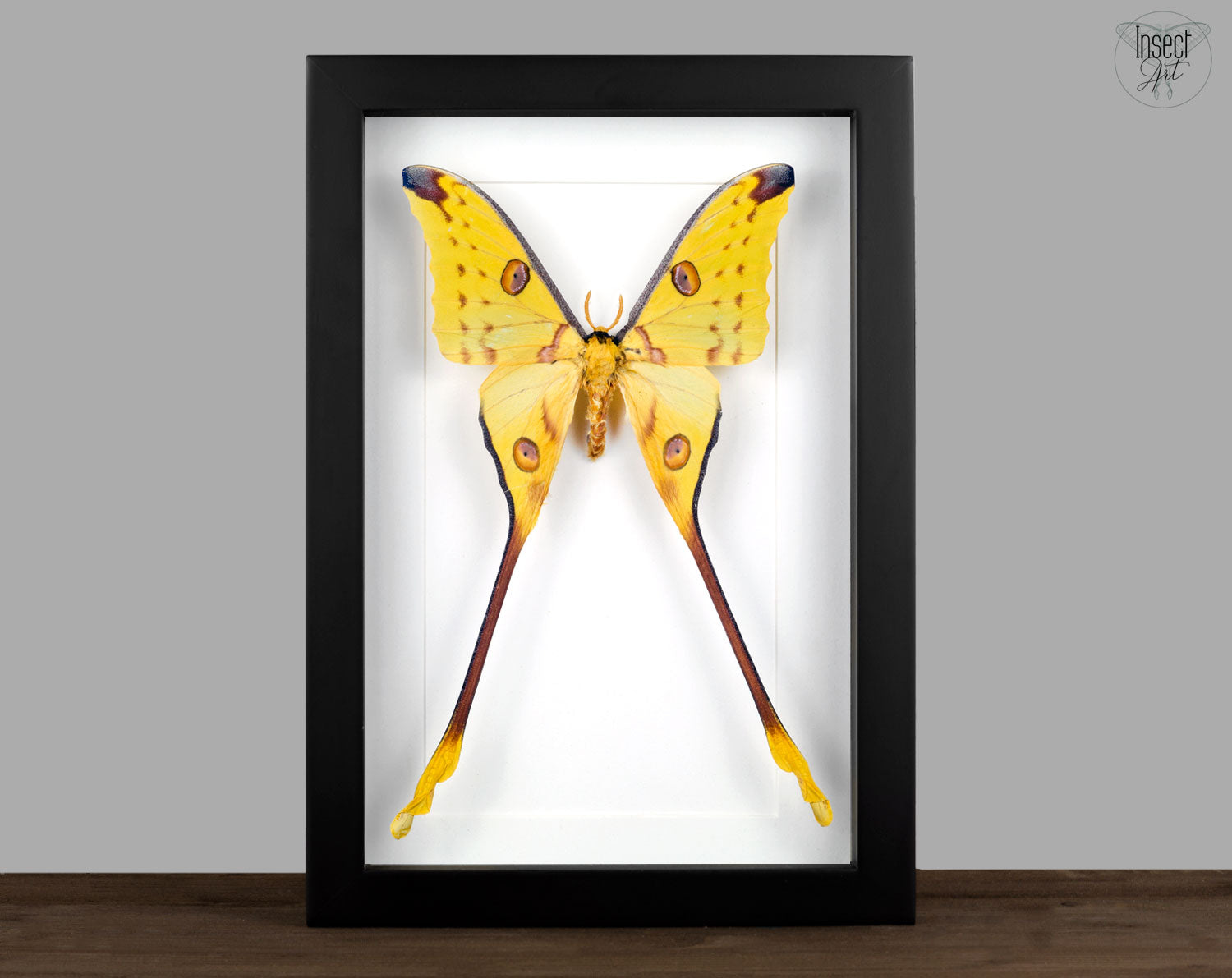 Argema mittrei ♂   InsectArt