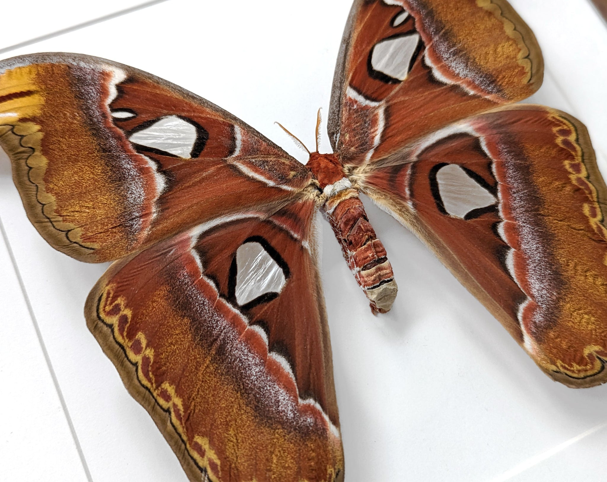 Attacus atlas ♀   InsectArt