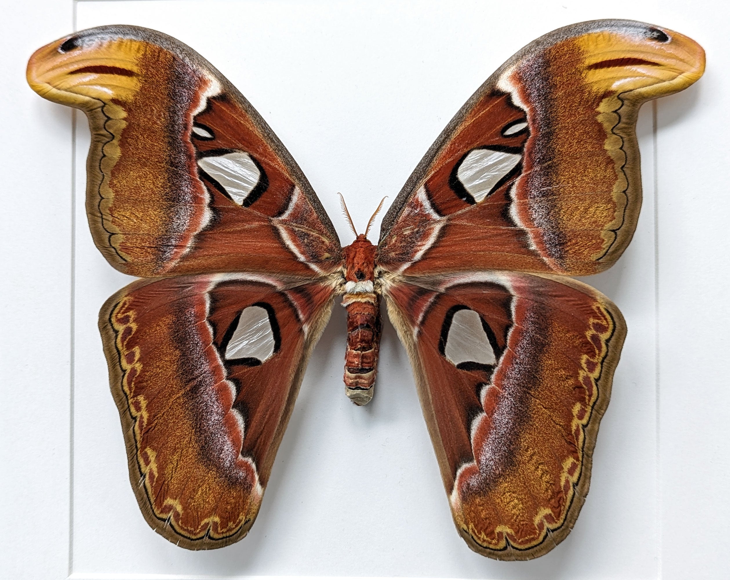 Attacus atlas ♀   InsectArt