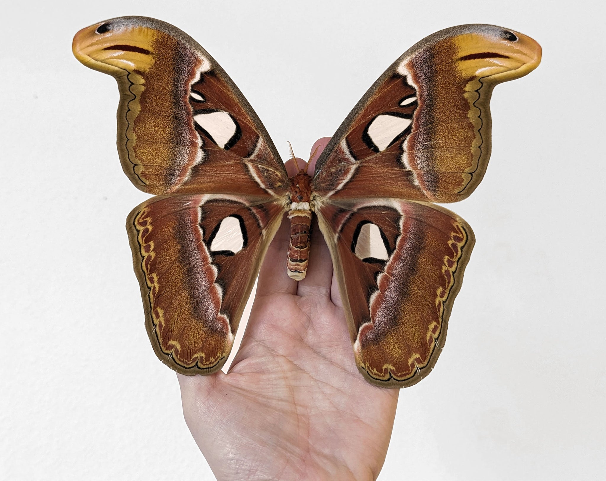 Attacus atlas ♀   InsectArt