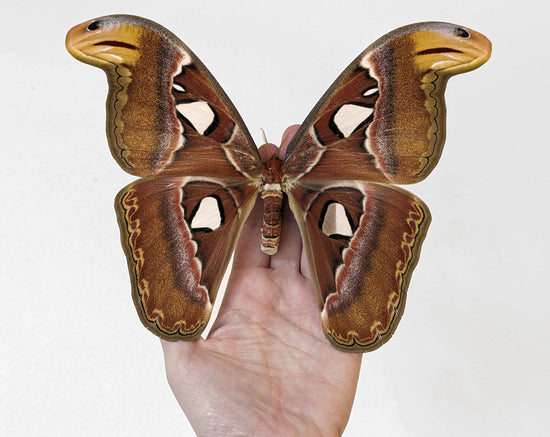 Atlas d'Attacus ♀