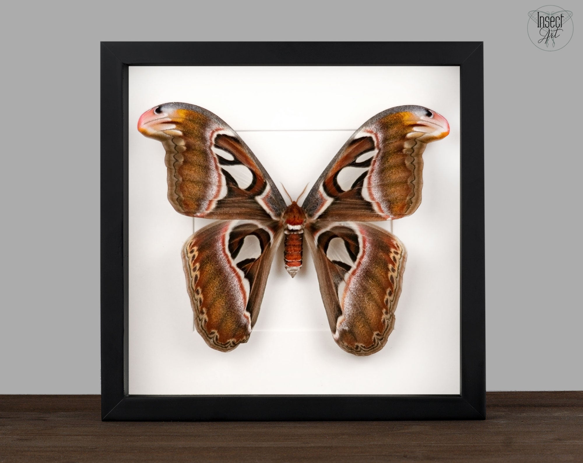 Attacus atlas ♀   InsectArt