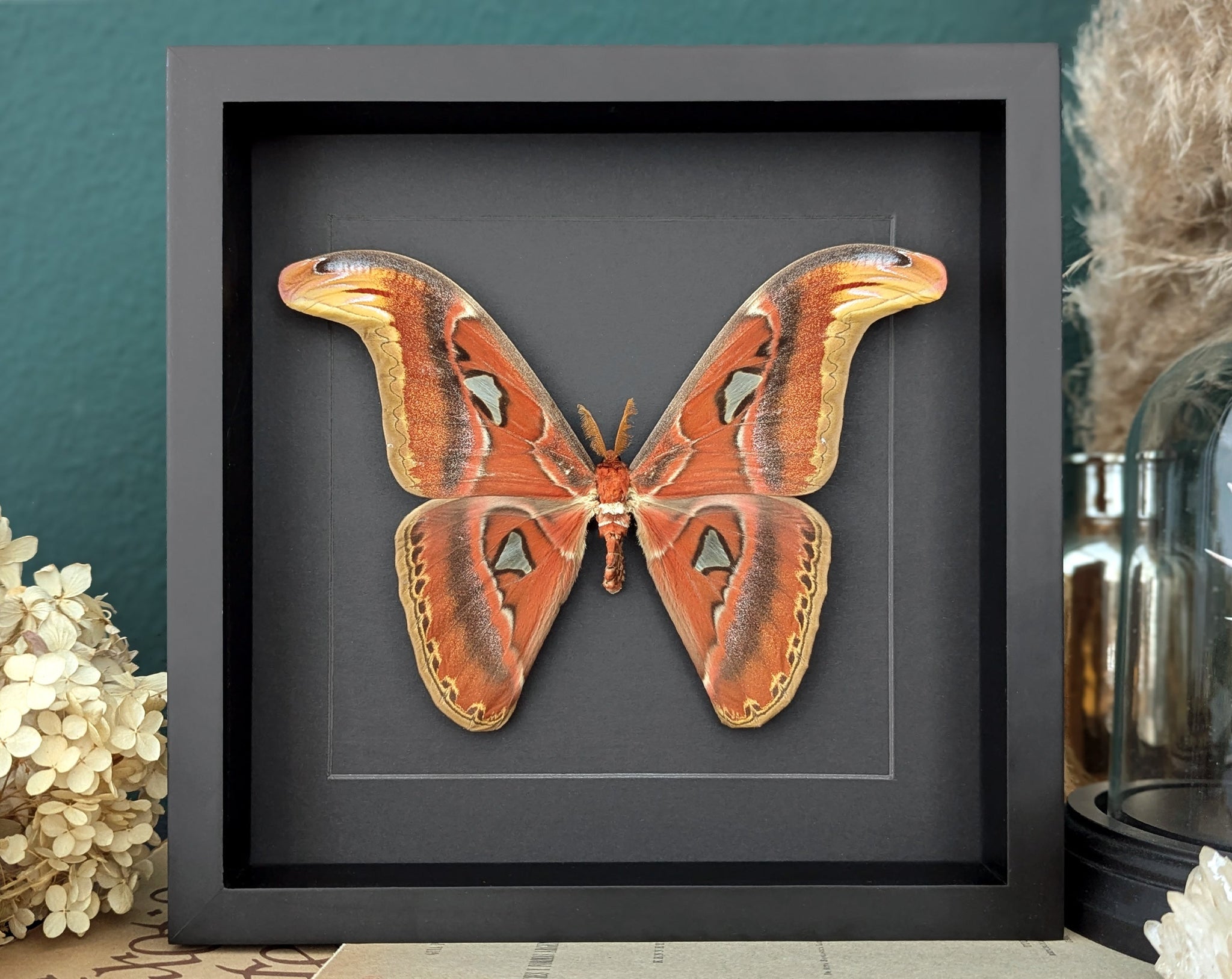 Attacus atlas ♂  Nachtfalter im Rahmen InsectArt