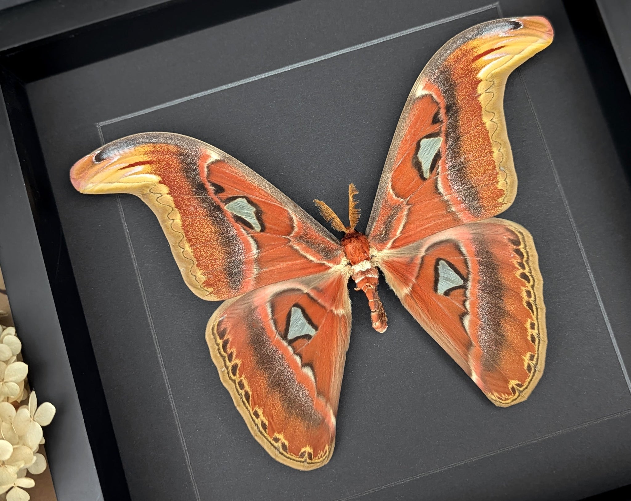 Attacus atlas ♂  Nachtfalter im Rahmen InsectArt