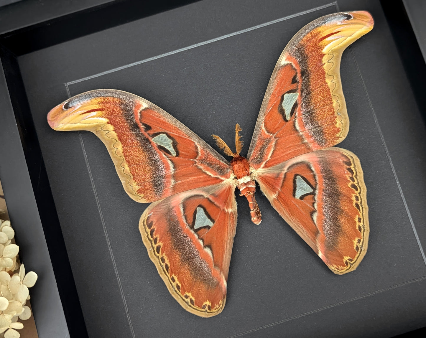 Attacus atlas ♂