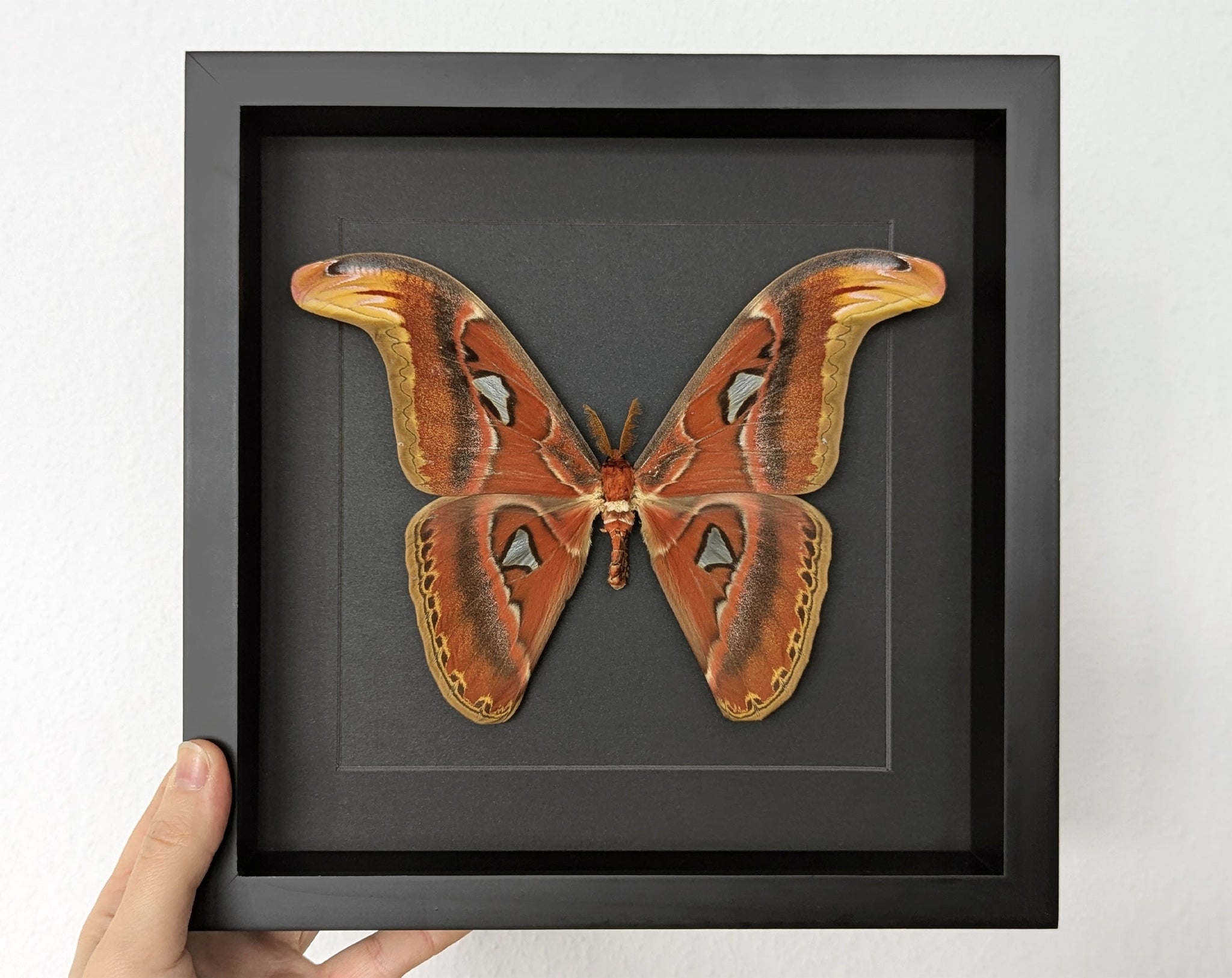 Attacus atlas ♂  Nachtfalter im Rahmen InsectArt