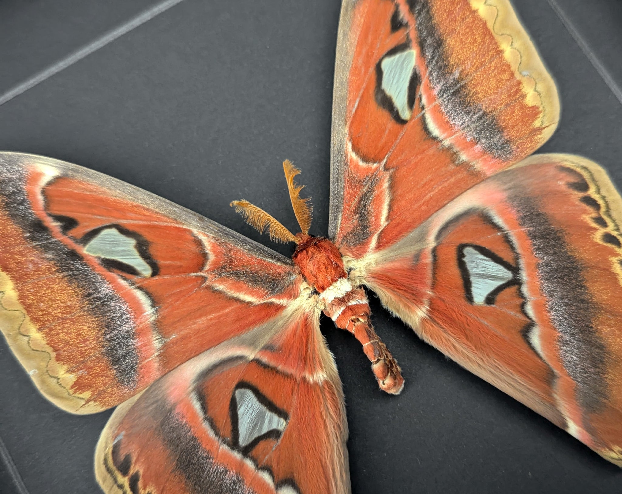 Attacus atlas ♂  Nachtfalter im Rahmen InsectArt