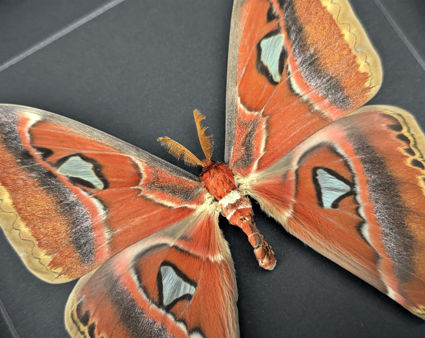 Attacus atlas ♂