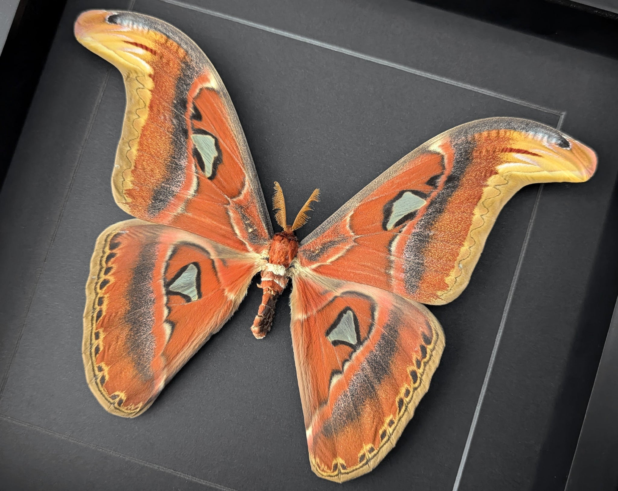 Attacus atlas ♂  Nachtfalter im Rahmen InsectArt
