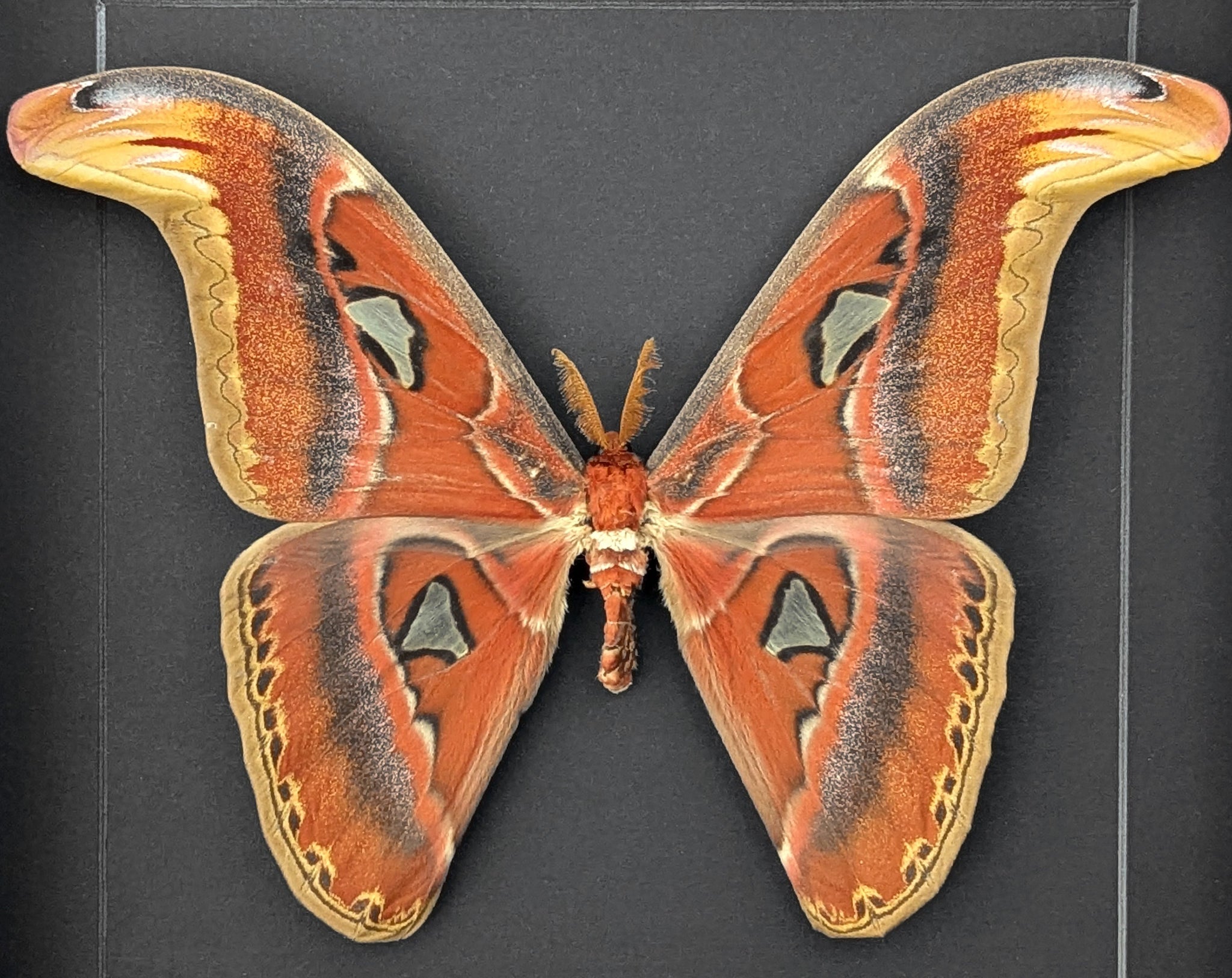 Attacus atlas ♂  Nachtfalter im Rahmen InsectArt